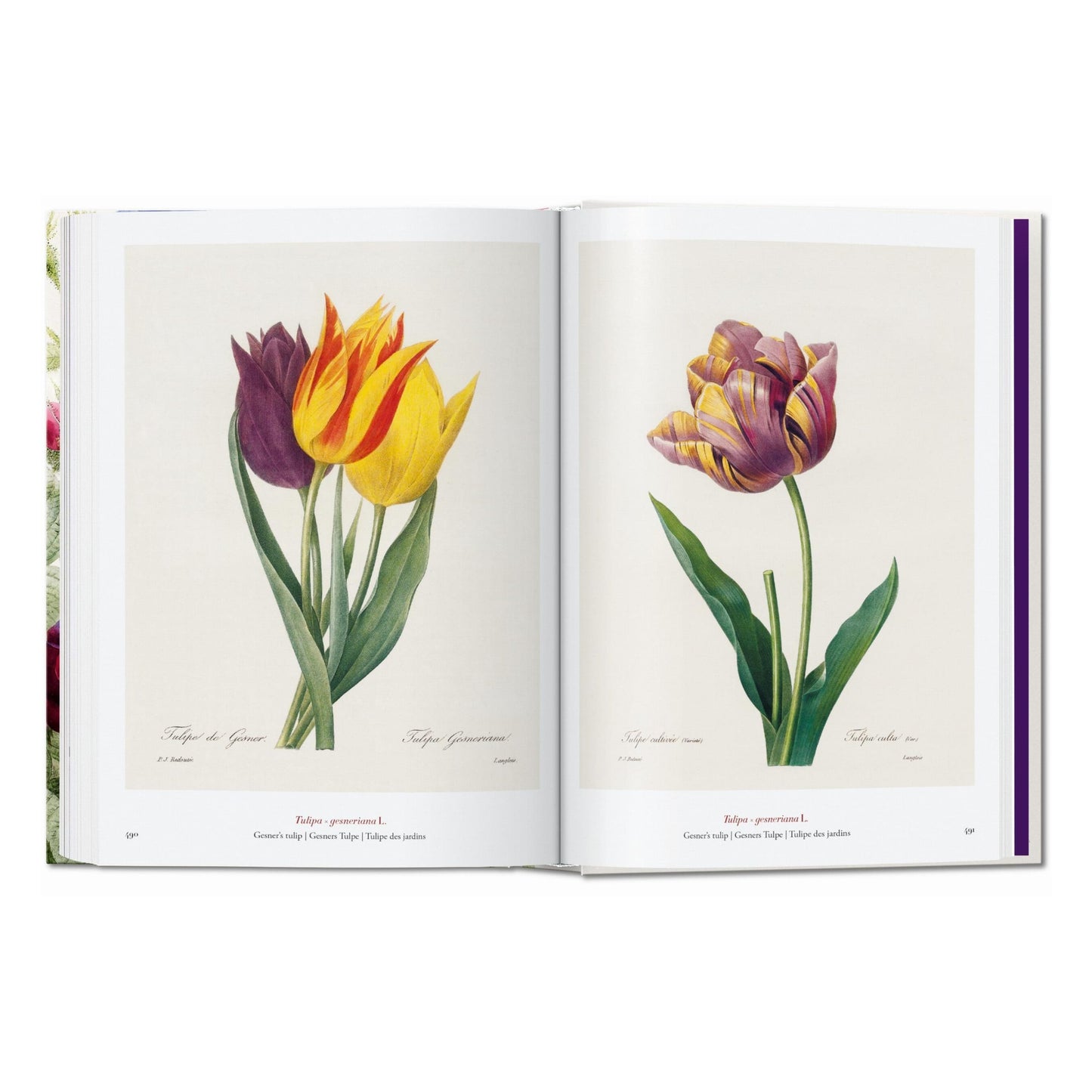 Redouté. El libro de las flores. 45th Ed. (Spanish, English, Italian)