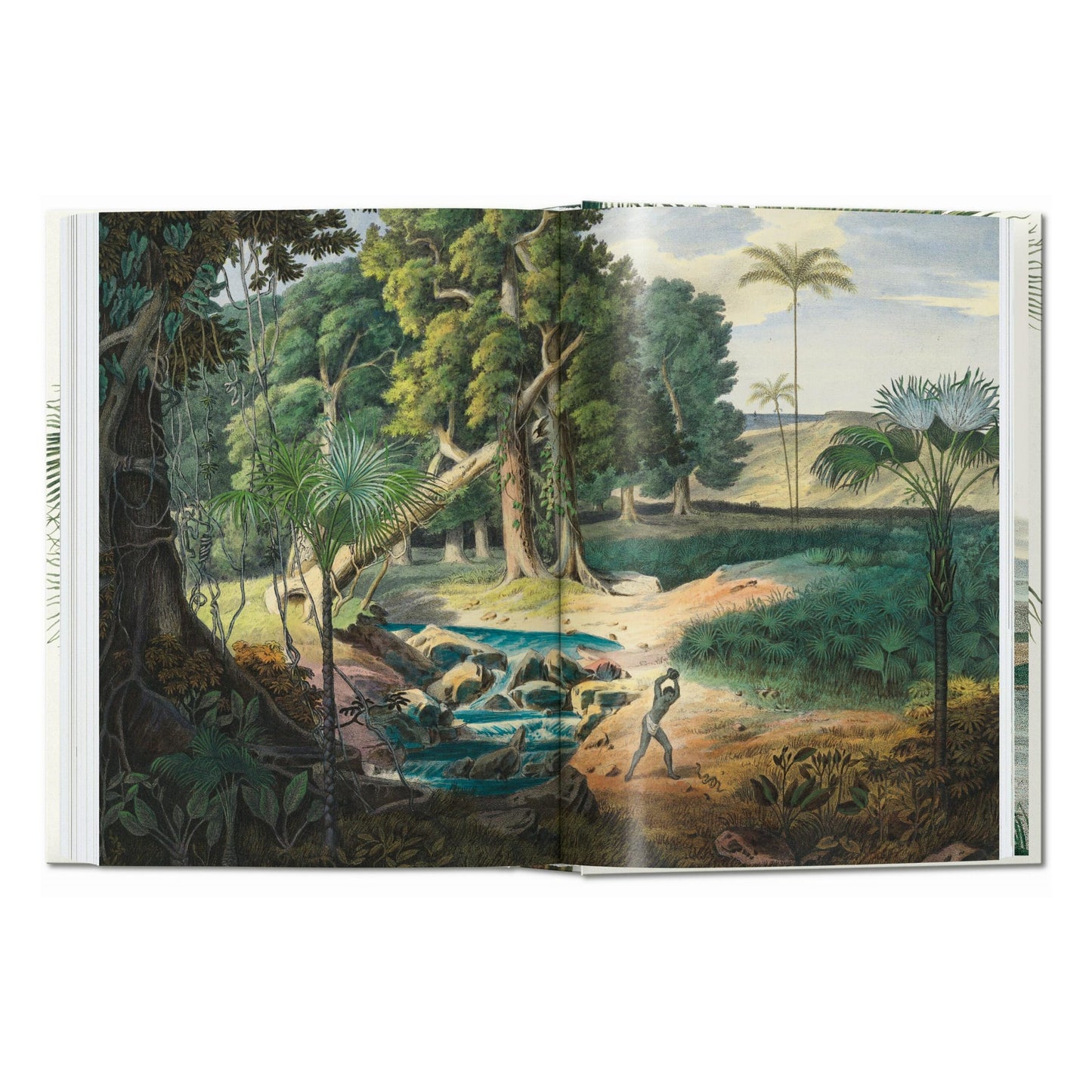 Martius. El libro de las palmeras. 45th Ed. (Spanish, Italian, Portuguese)
