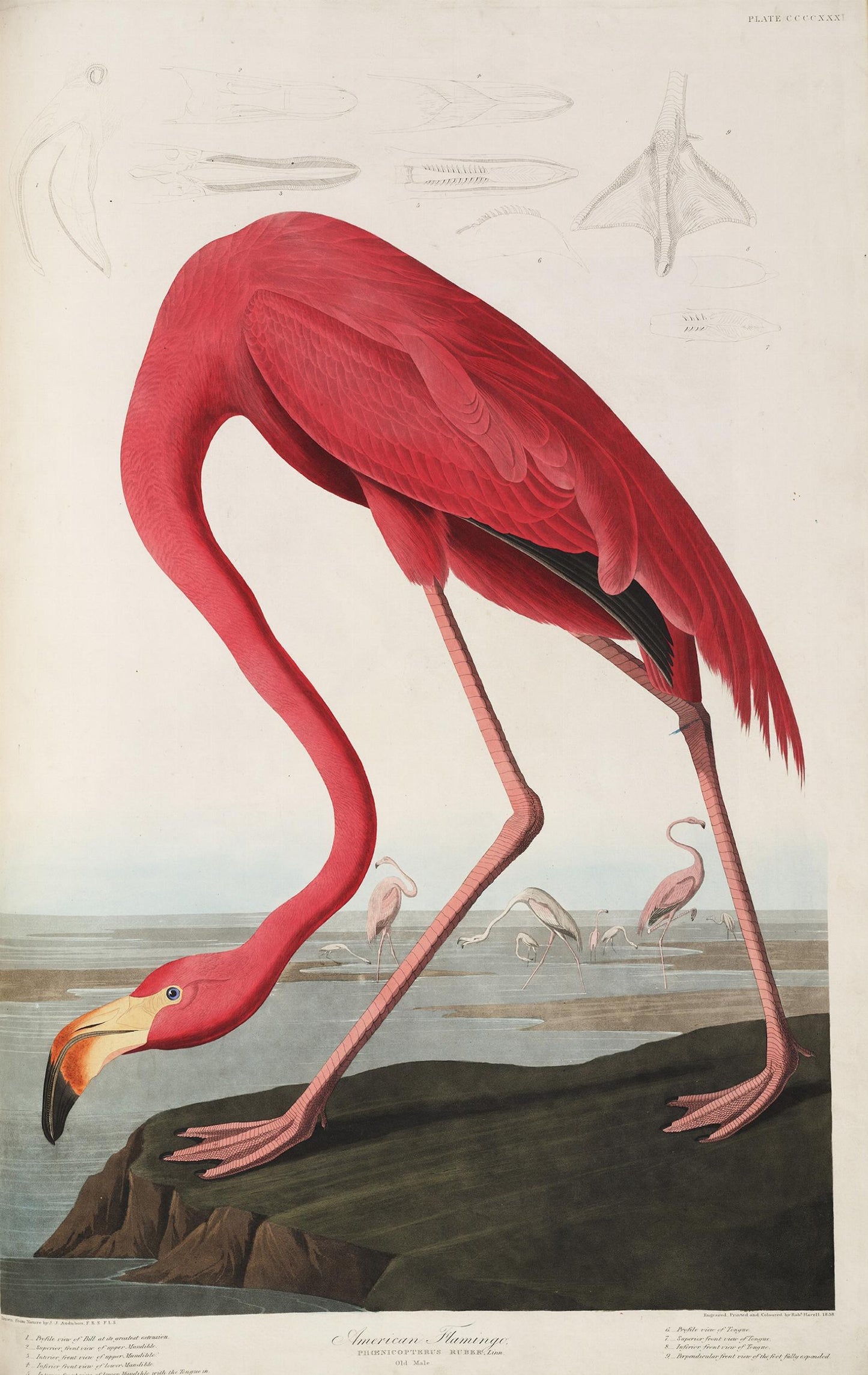Audubon. The Birds of America. Elephant Folio (German, French, English)