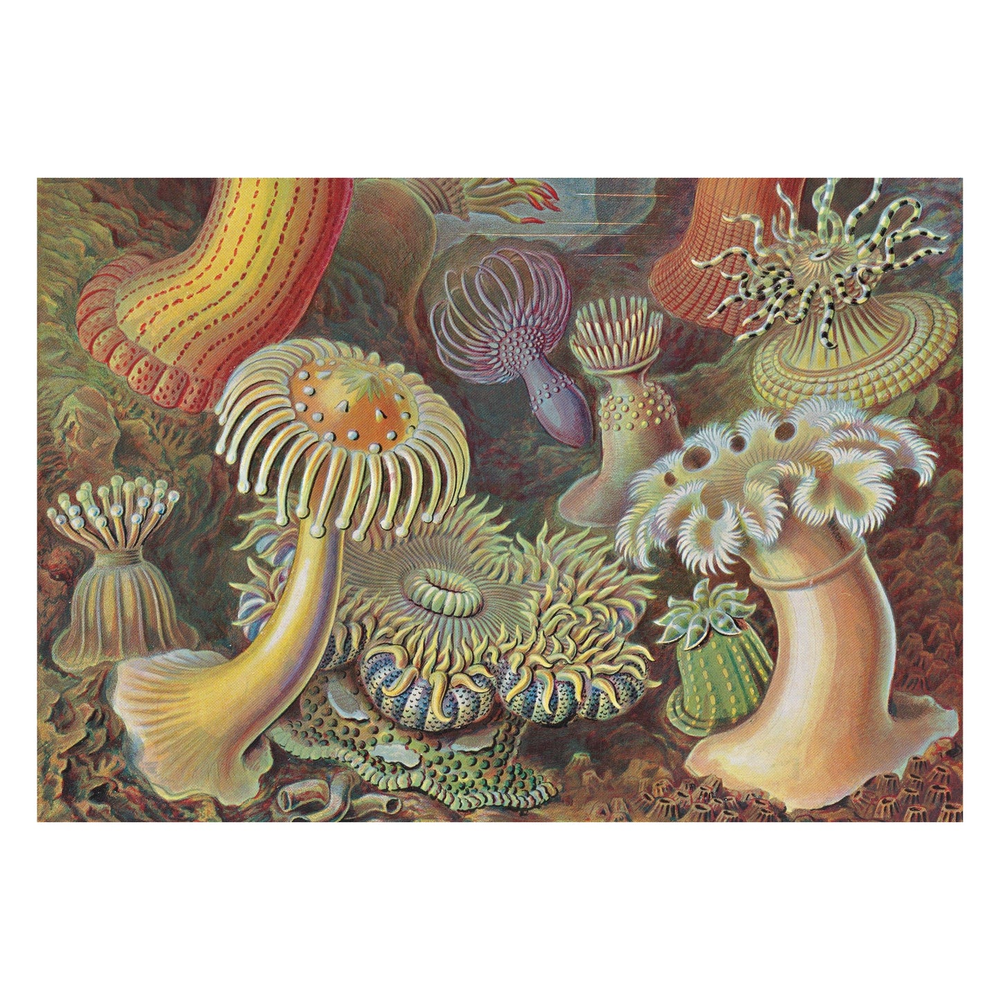 Ernst Haeckel. Kunst und Wissenschaft. 45th Ed. (German)