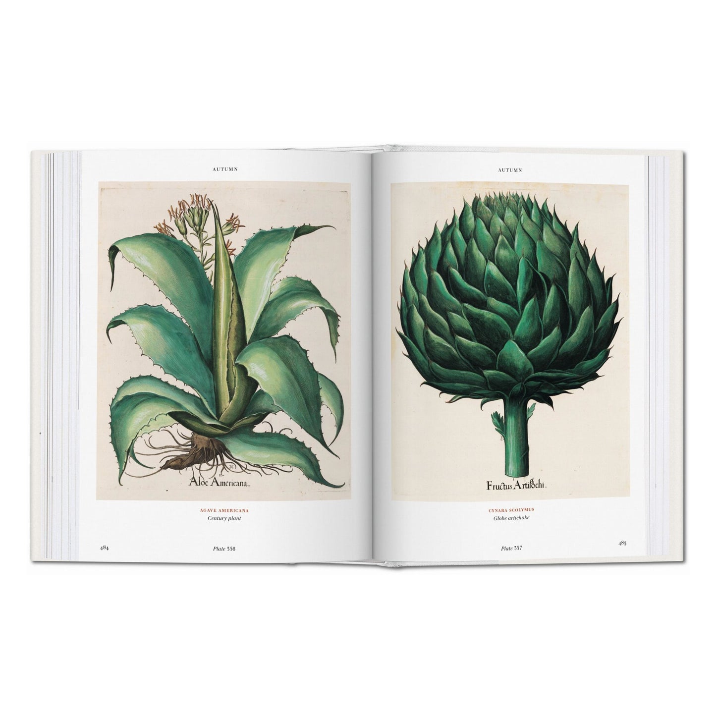 Basilius Besler. Der Garten von Eichstätt. Hortus Eystettensis (German)