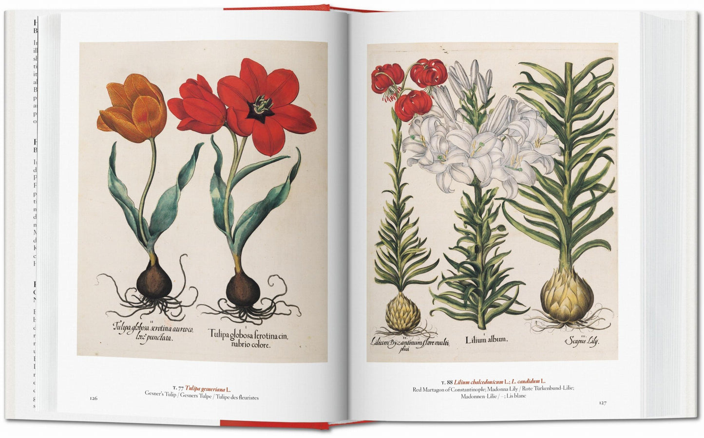 A Garden Eden. Masterpieces of Botanical Illustration. 45th Ed. (Spanish, English, Italian)