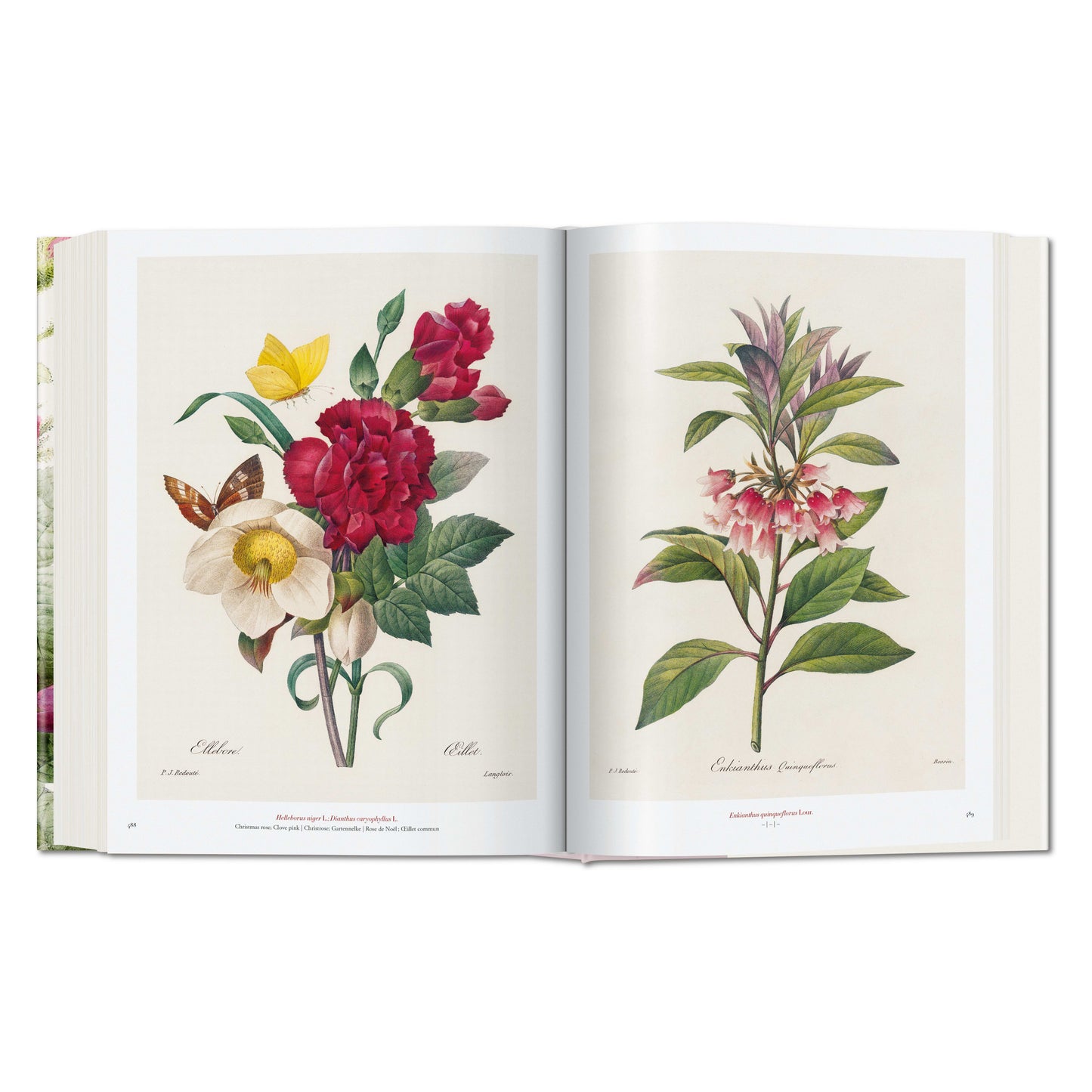 Redouté. El libro de las flores (Spanish, English, Italian)