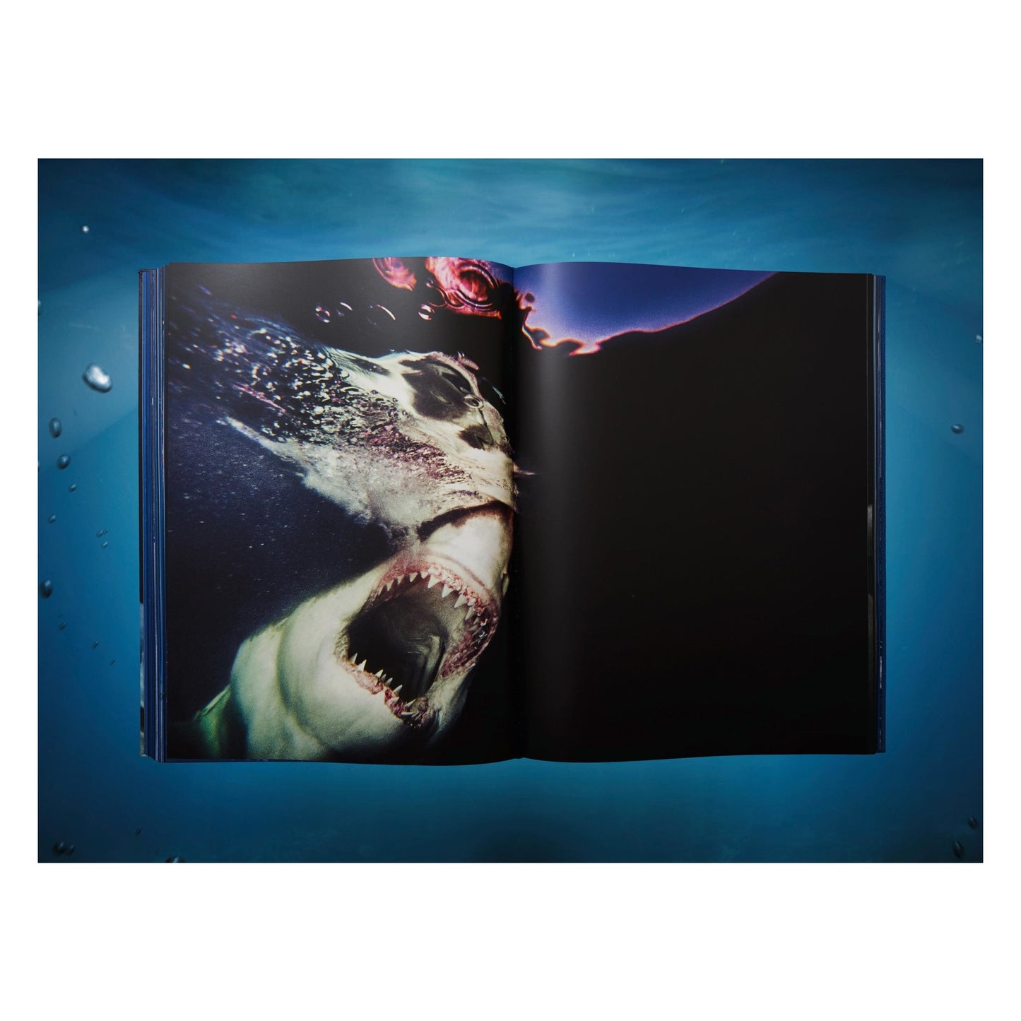 Michael Muller. Sharks, Art Edition No. 101–200 ‘Under Study’ (English) (AP)