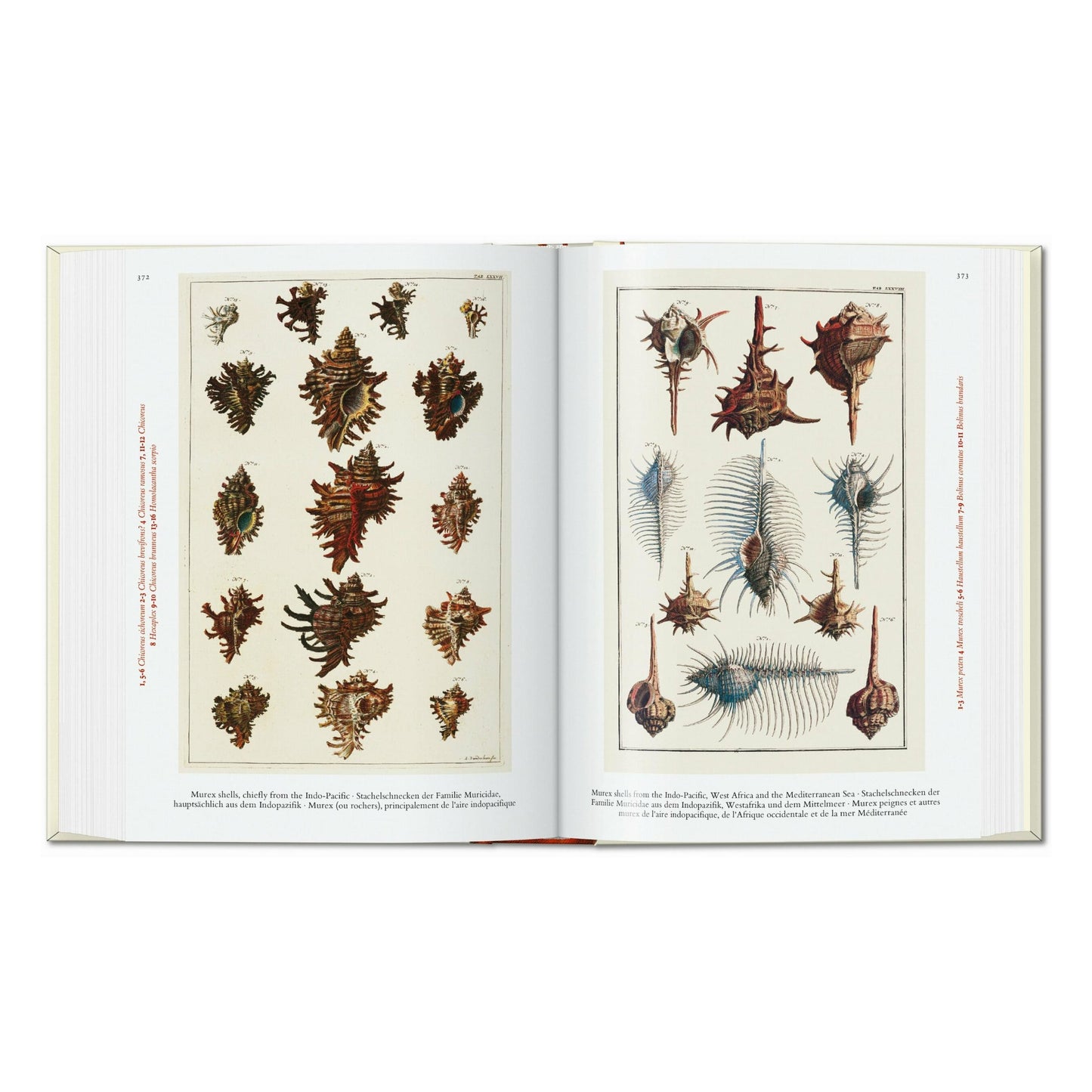 Seba. Cabinet of Natural Curiosities. 45th Ed. (German, French, English)
