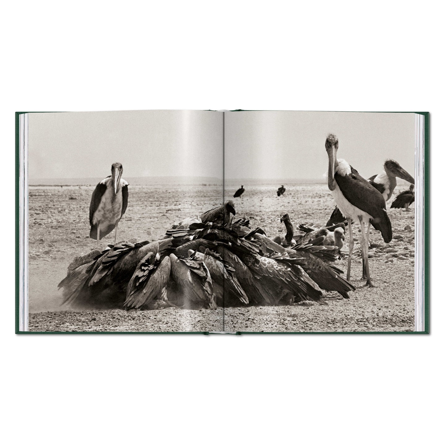 Peter Beard. The End of the Game (English)