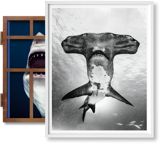 Michael Muller. Sharks, Art Edition No. 101–200 ‘Under Study’ (English) (AP)