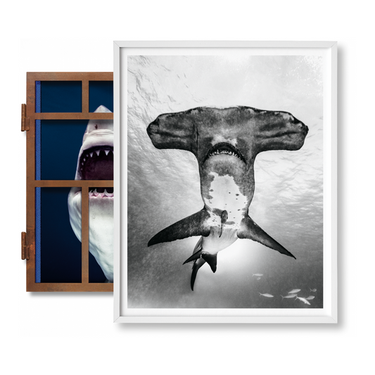 Michael Muller. Sharks, Art Edition No. 101–200 ‘Under Study’ (English) (AP)