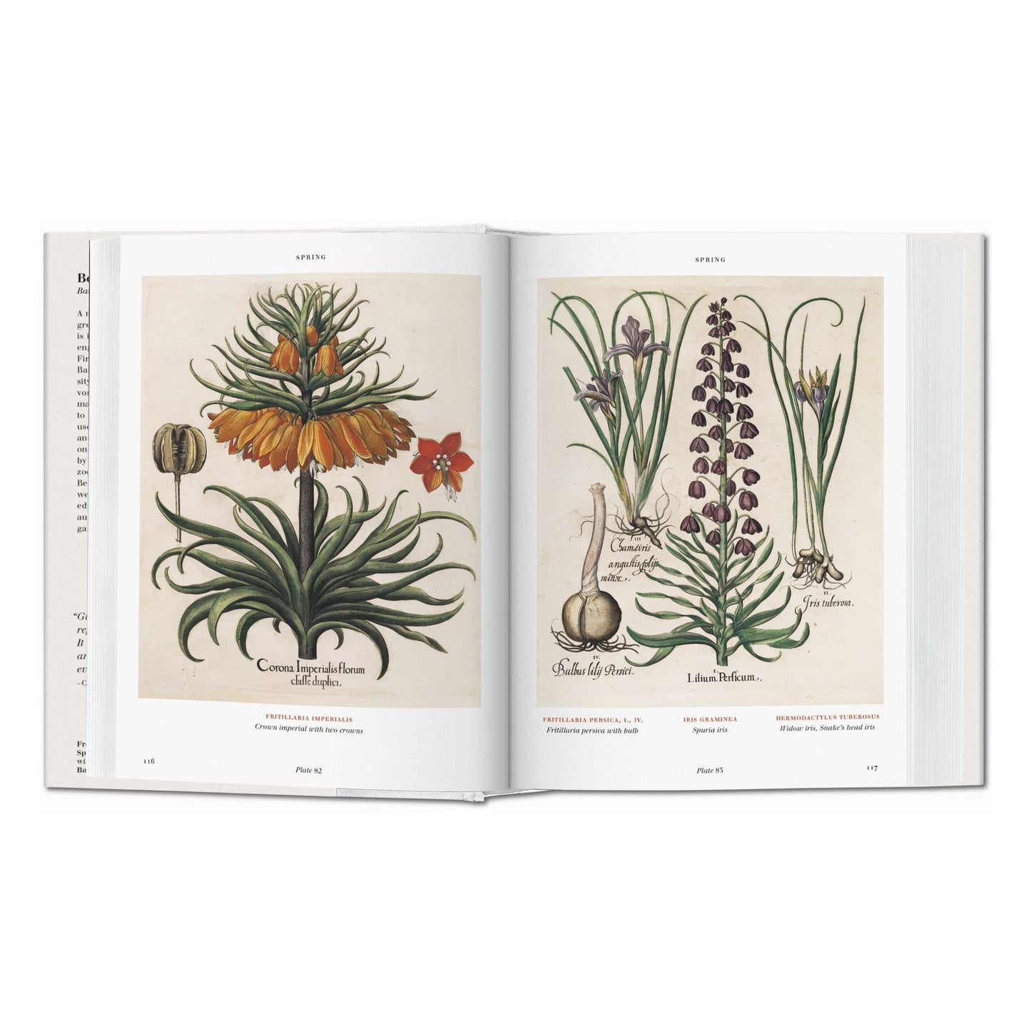 Basilius Besler. Der Garten von Eichstätt. Hortus Eystettensis (German)