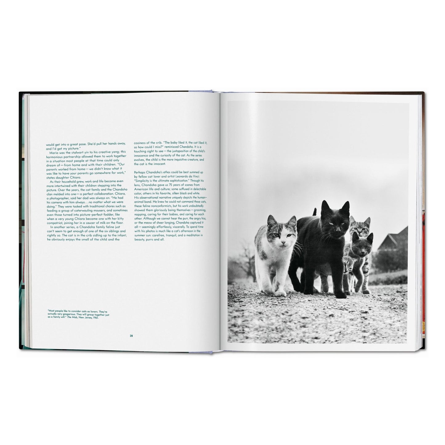 Walter Chandoha. Cats. Photographs 1942–2018 (German, French, English)