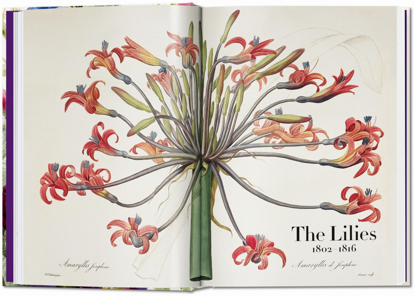 Redouté. The Book of Flowers. 40th Ed. (German, French, English)