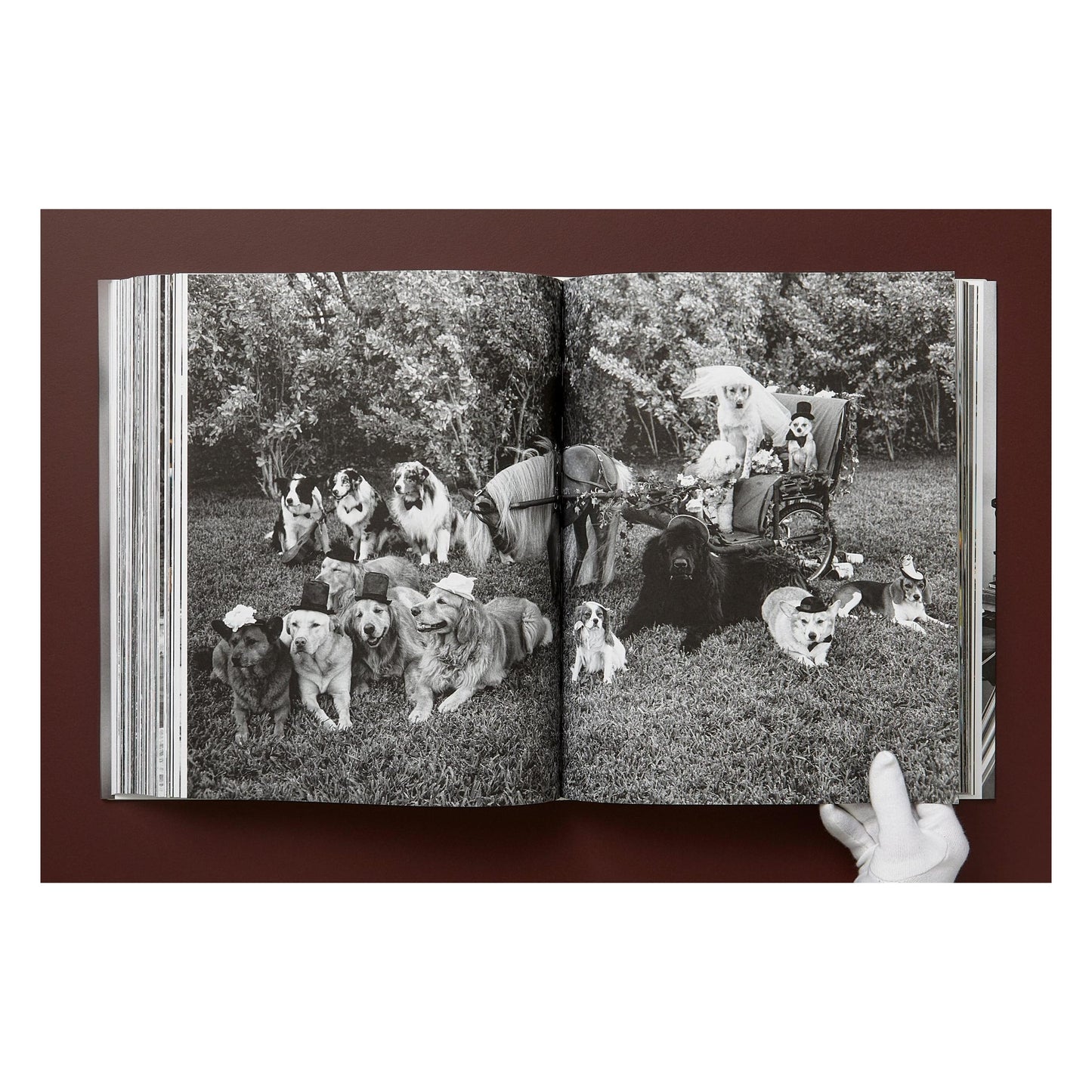 Bruce Weber. The Golden Retriever Photographic Society. Art Edition No. 101–200 ‘Hud, New York City, 2011’ (German, French, English) (AP)