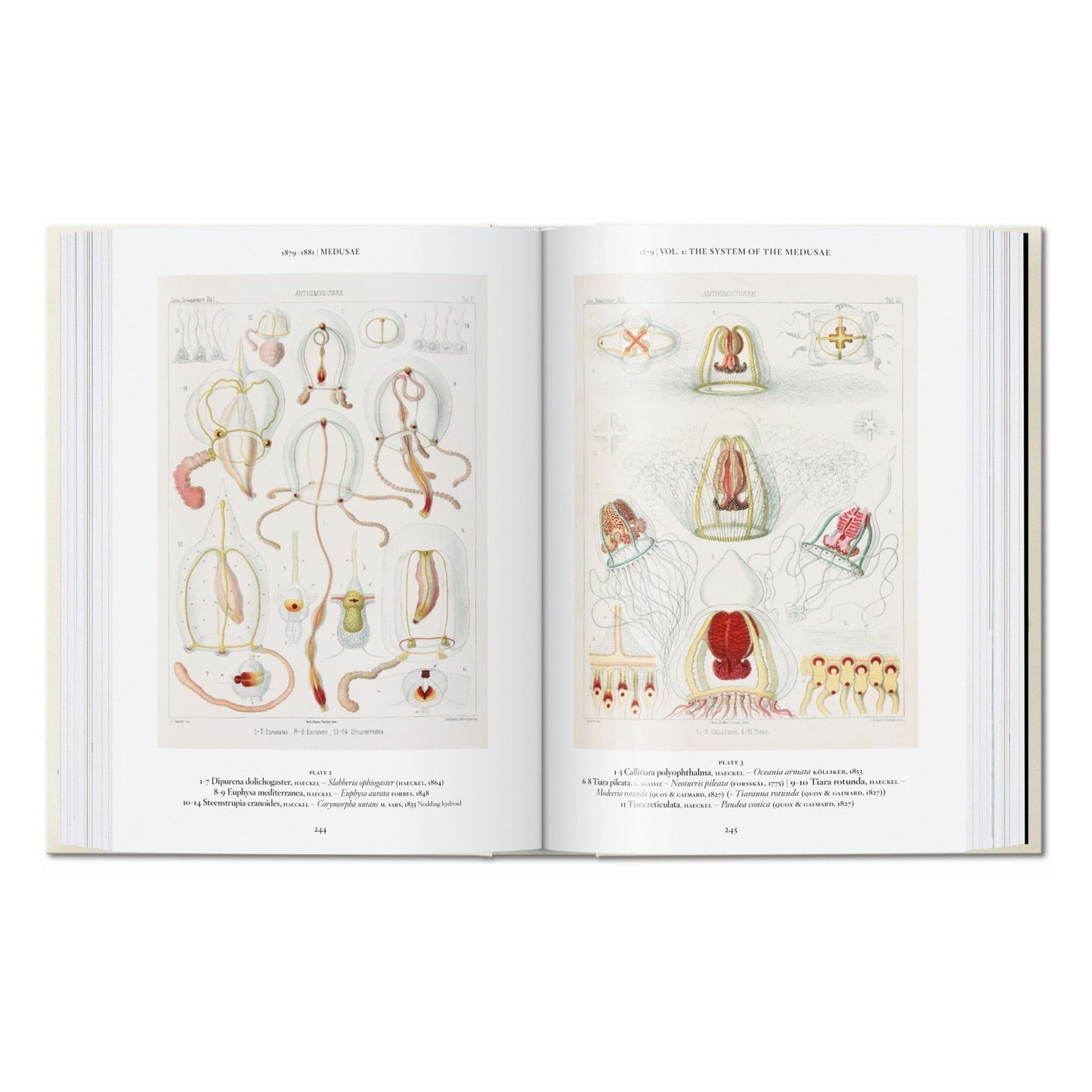 L’art et la science de Ernst Haeckel. 45th Ed. (French)