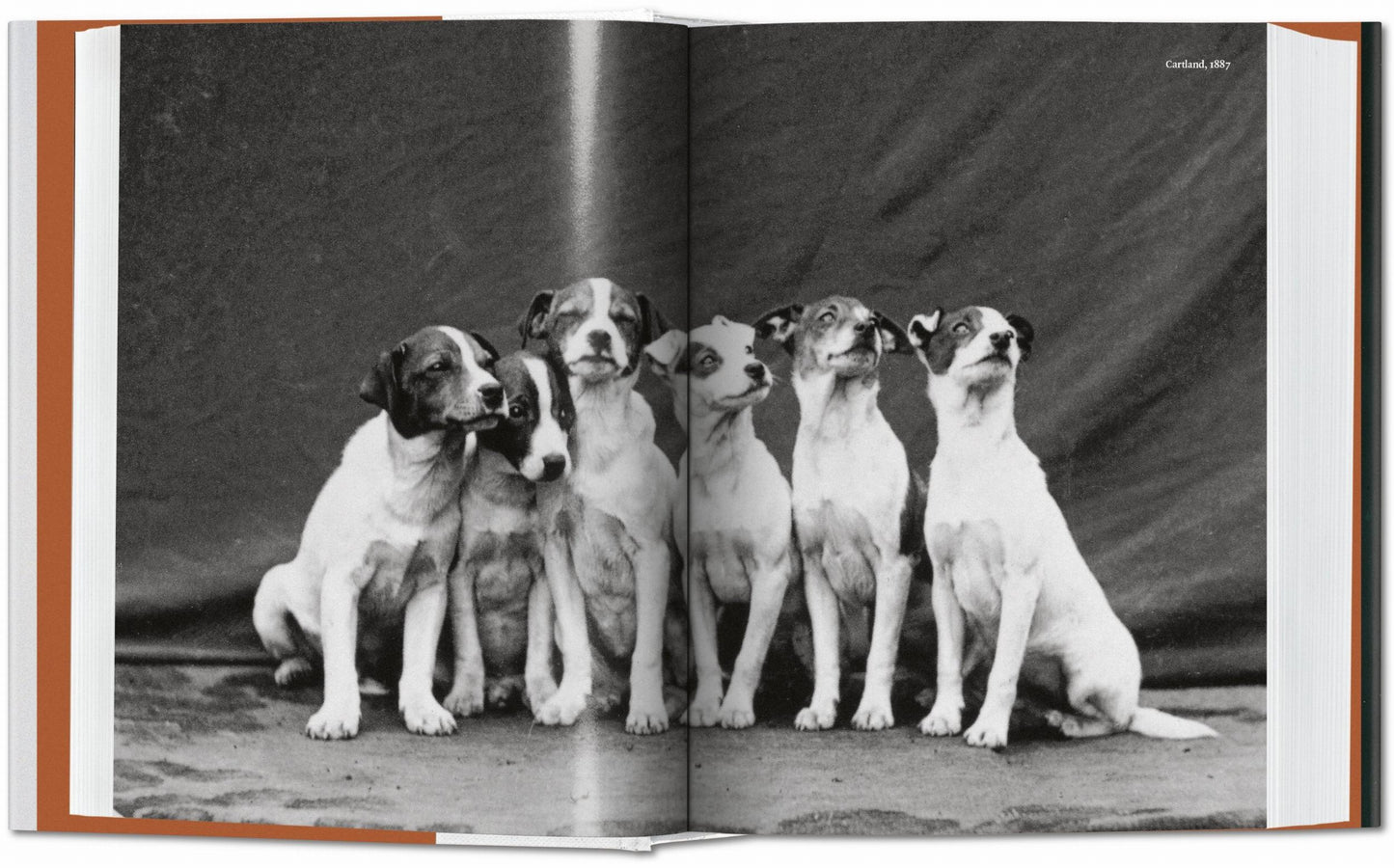 The Dog in Photography 1839–Today (German, French, English)