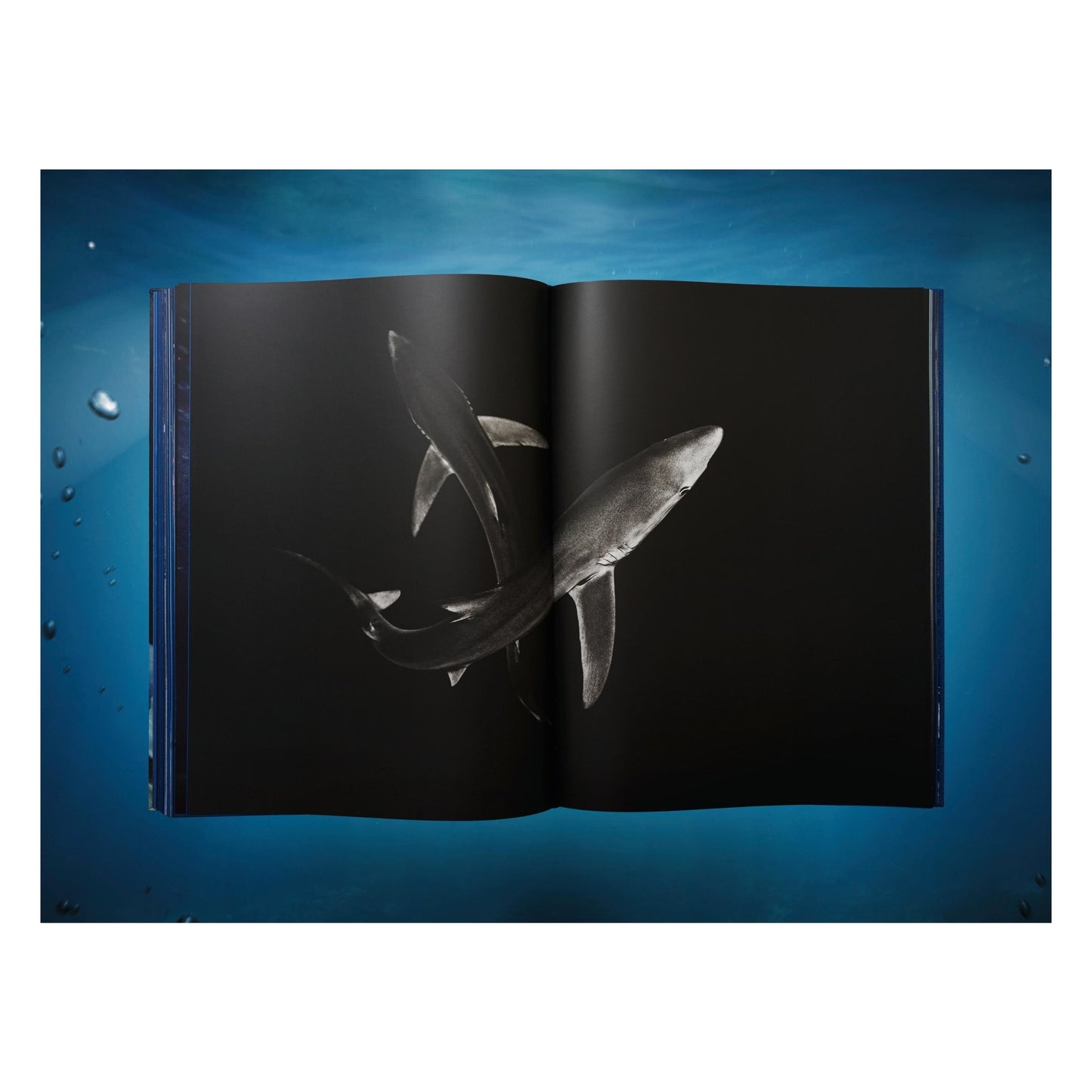 Michael Muller. Sharks (English) (AP)