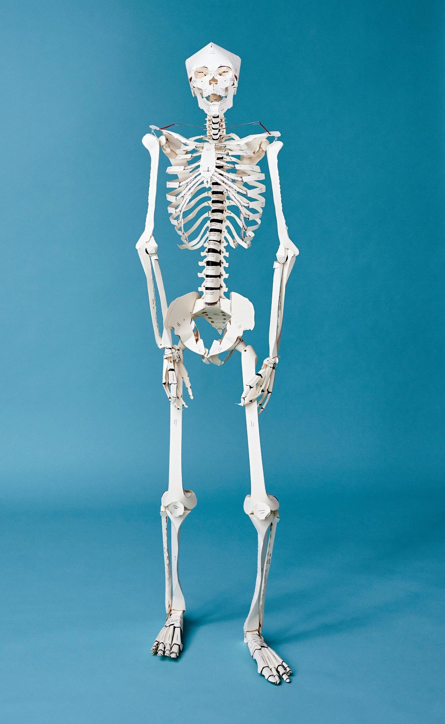 Build Your Own Human Skeleton (German, Spanish, French, English, Italian)