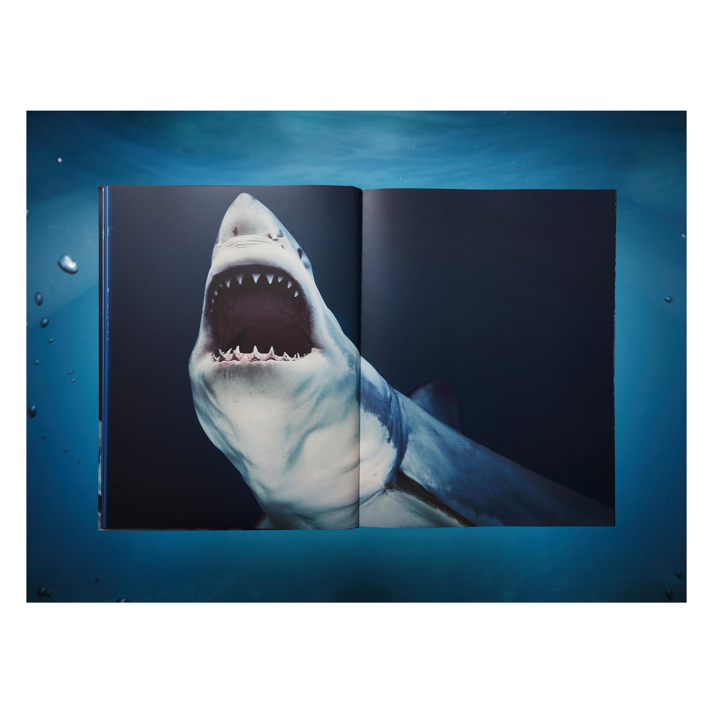 Michael Muller. Sharks (English) (AP)