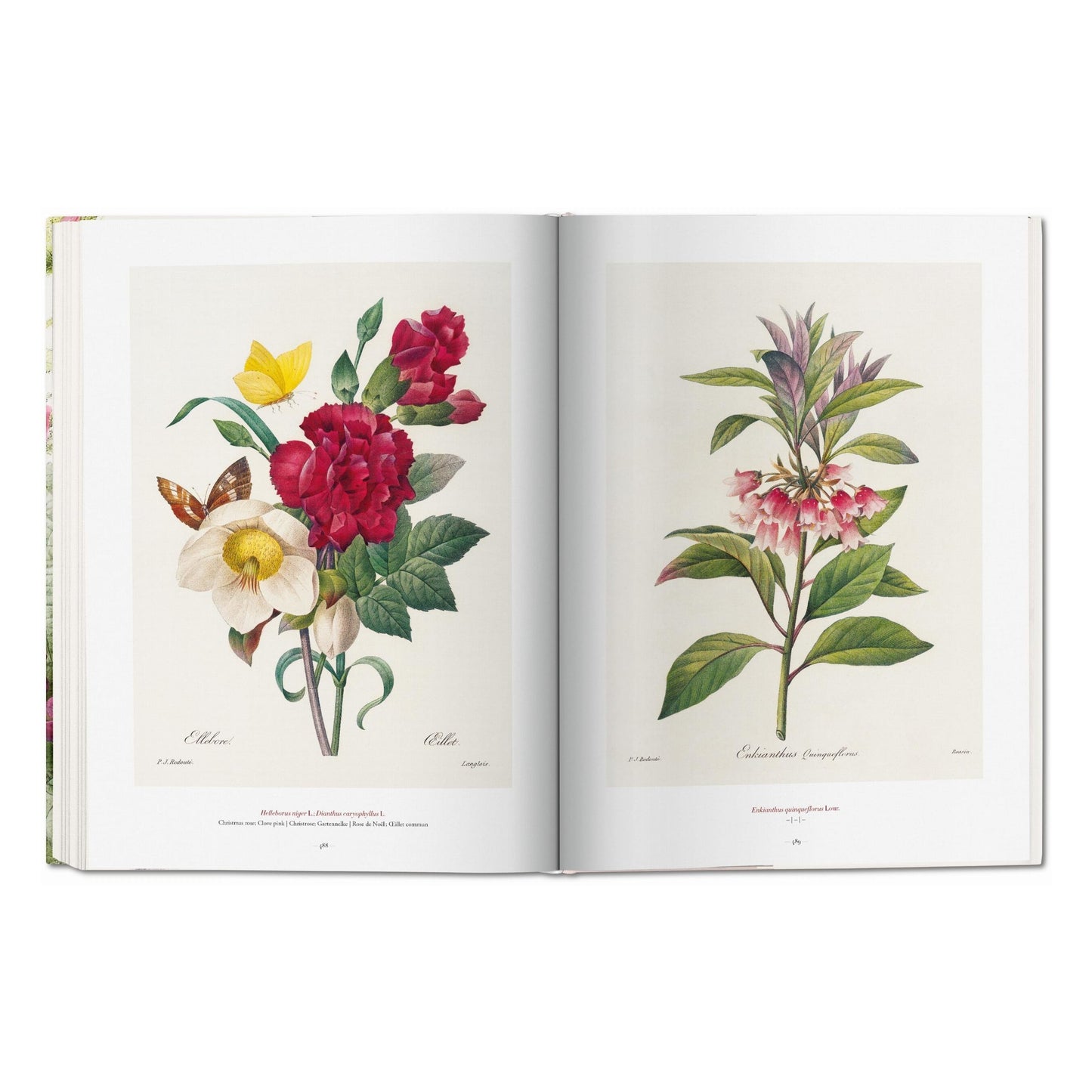 Redouté. The Book of Flowers (German, French, English)