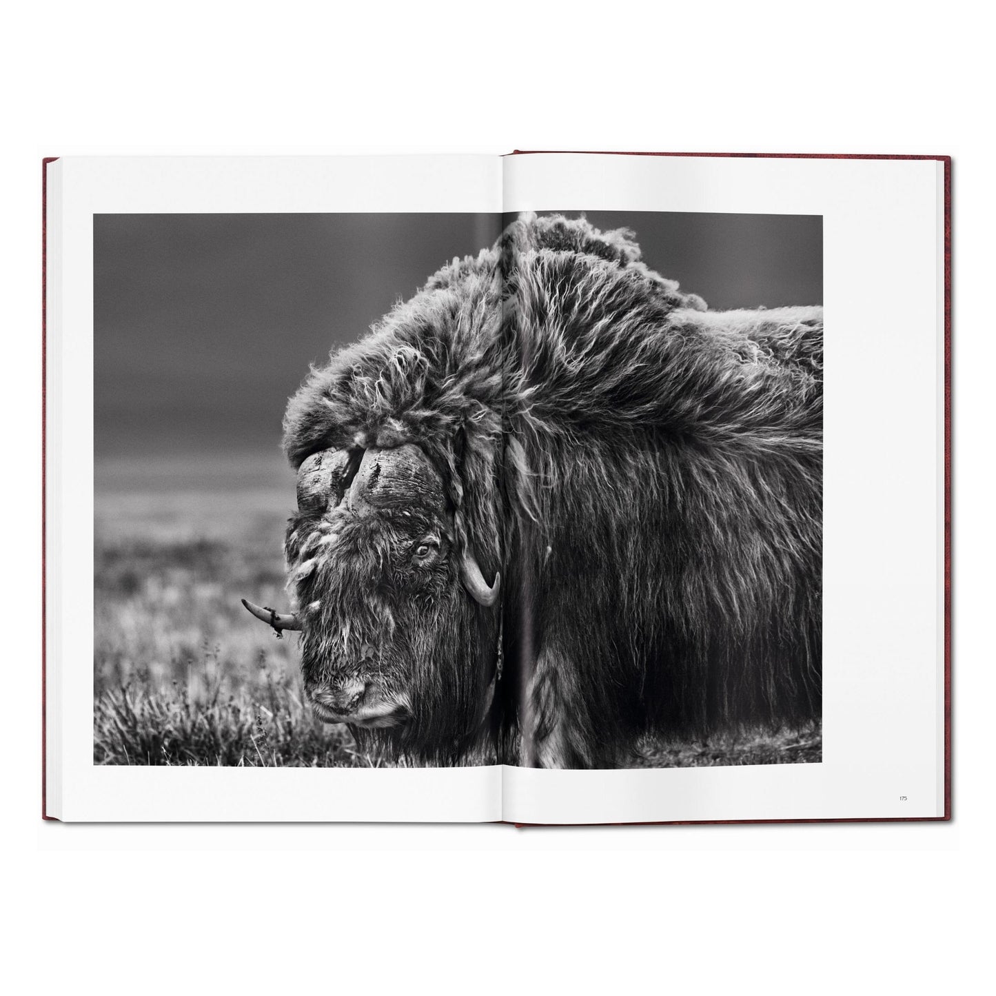 Sebastião Salgado. GENESIS, Art Edition No. 201–300 ‘Black-Browed Albatrosses, Falkland Islands’ (English) (AP)