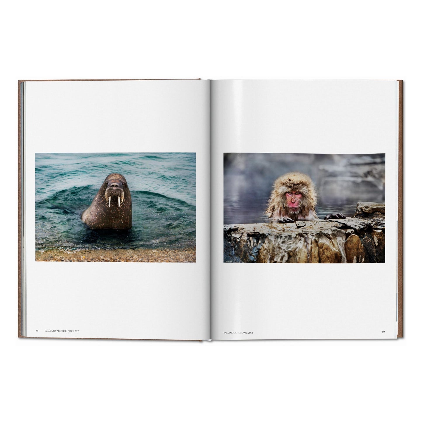 Steve McCurry. Animals. Art Edition No. 1–100 ‘Chiang Mai, Thailand, 2010’ (German, French, English)