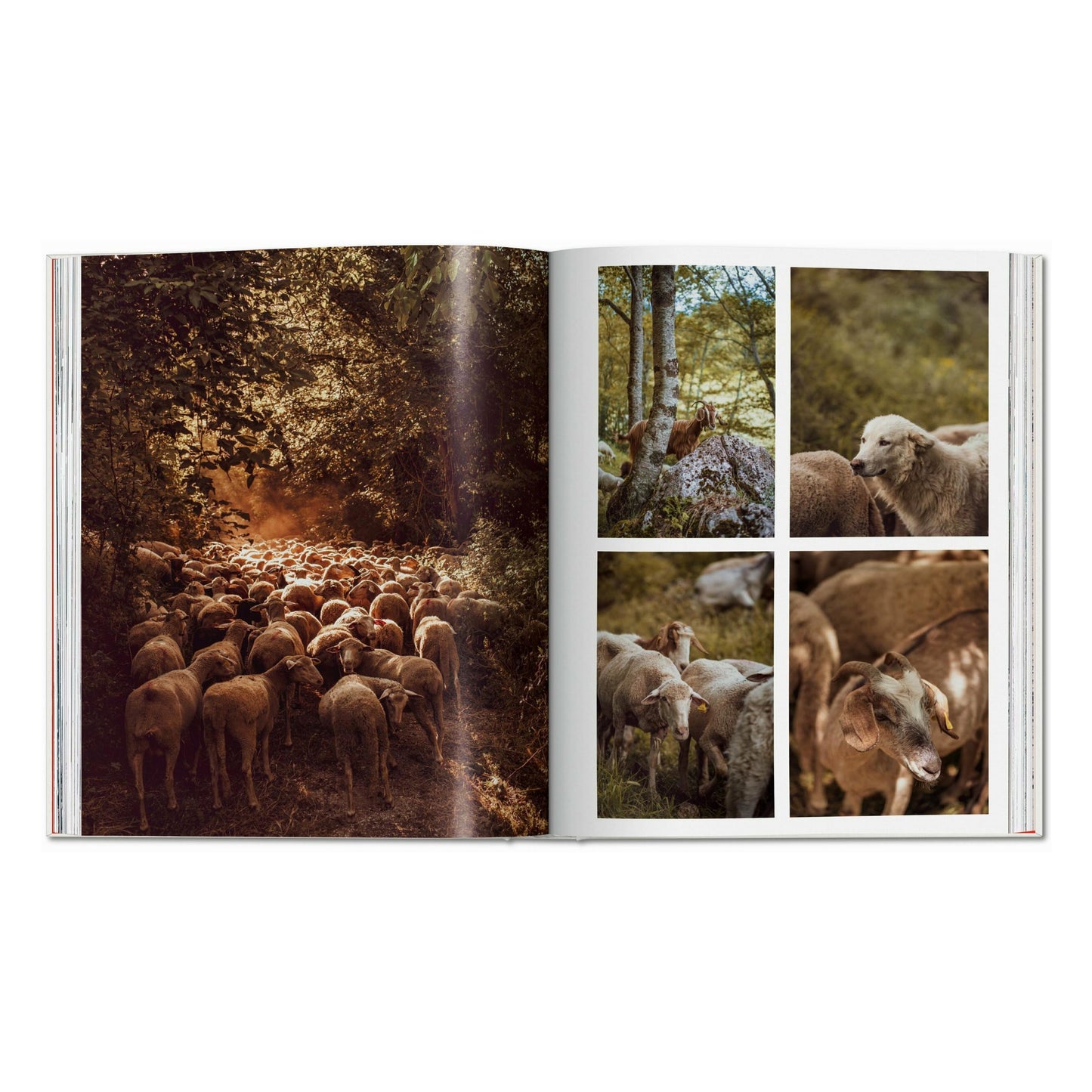 Remote Experiences. Extraordinary Travel Adventures from North to South (English)