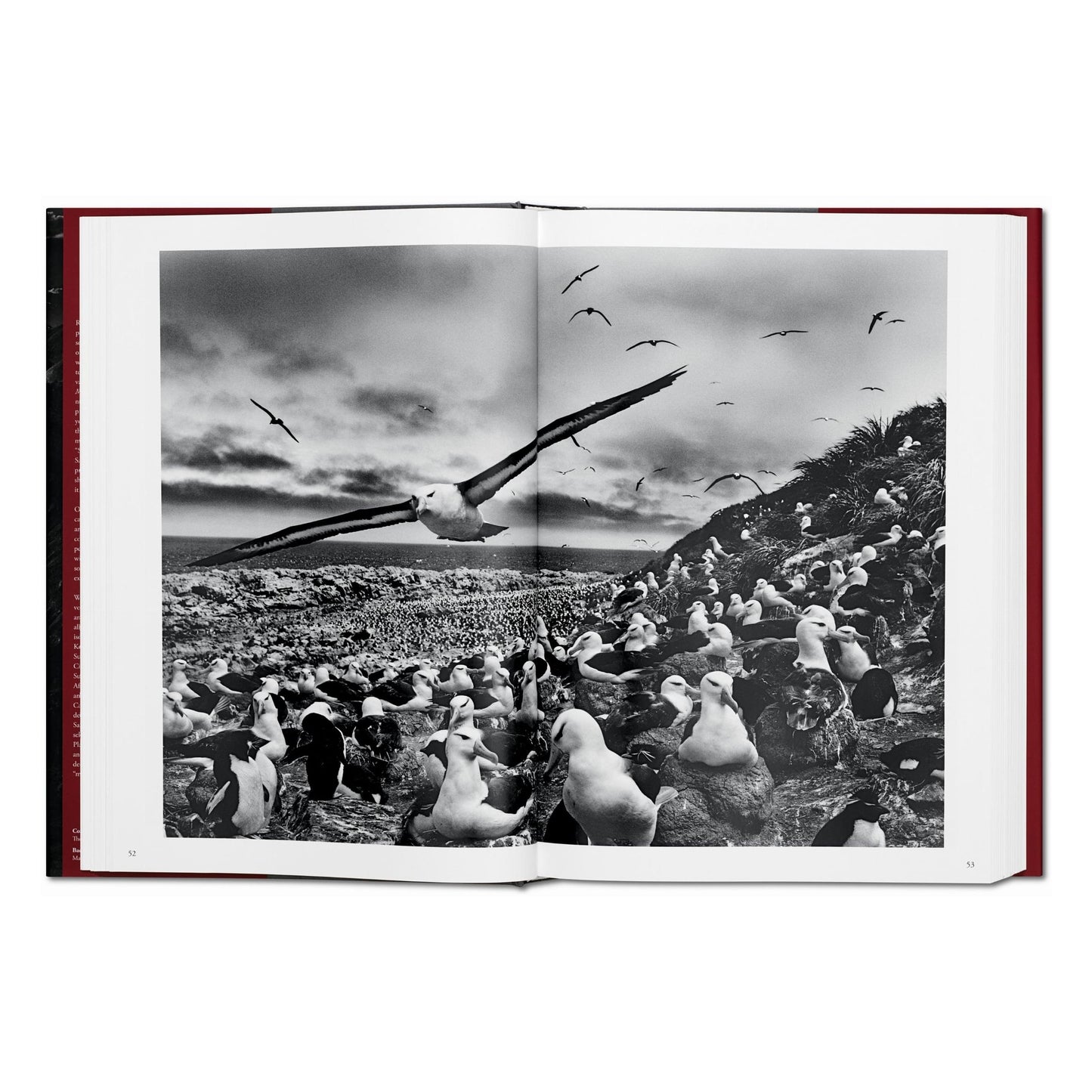 Sebastião Salgado. Génesis (Spanish)