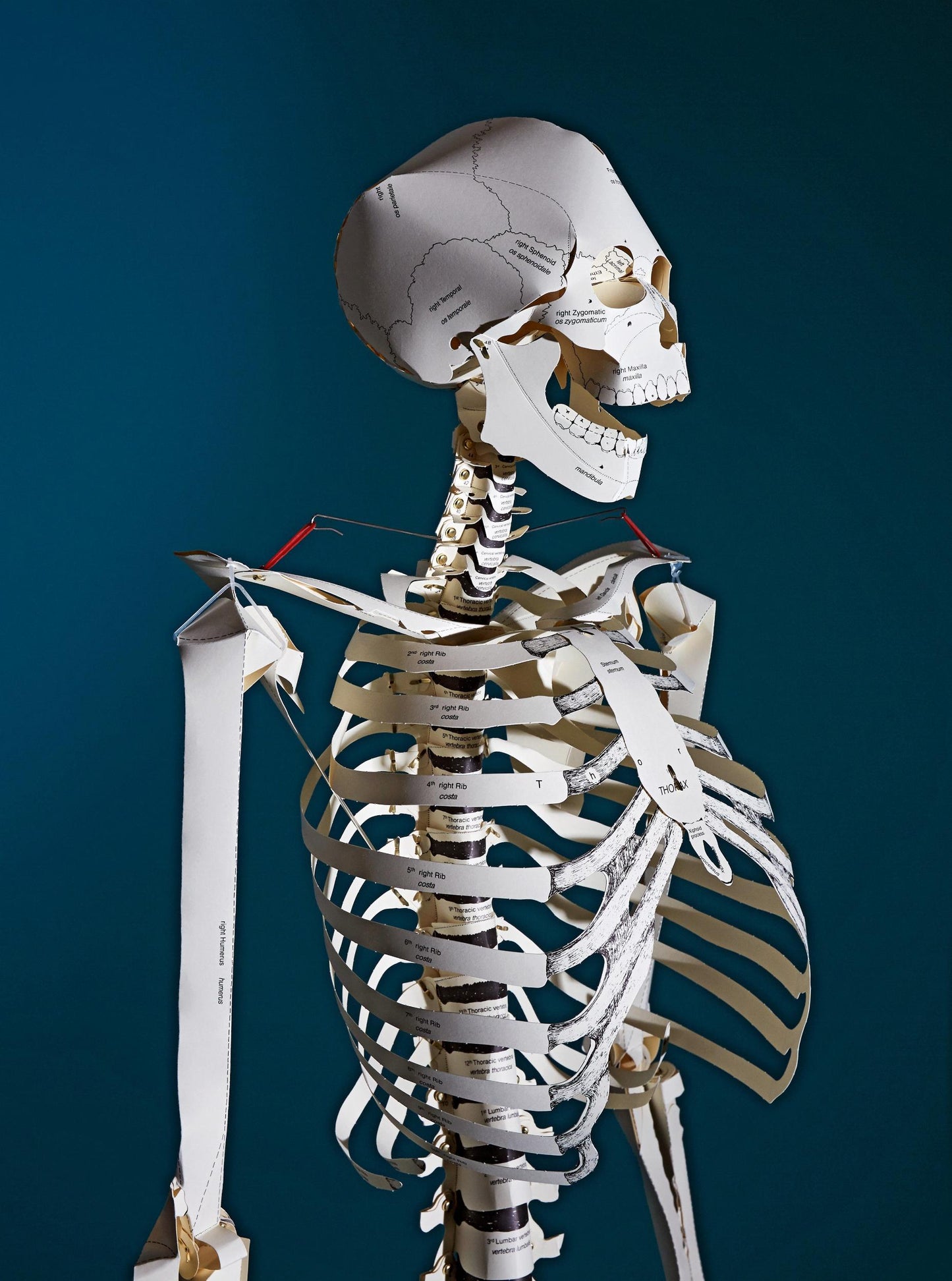 Build Your Own Human Skeleton (German, Spanish, French, English, Italian)