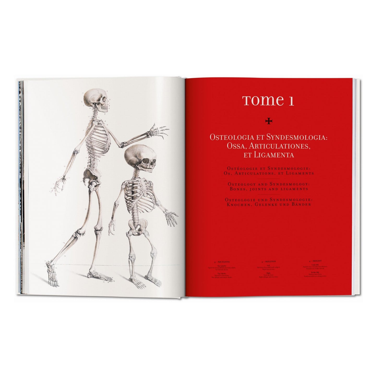 Bourgery. Atlas of Human Anatomy and Surgery (German, French, English)