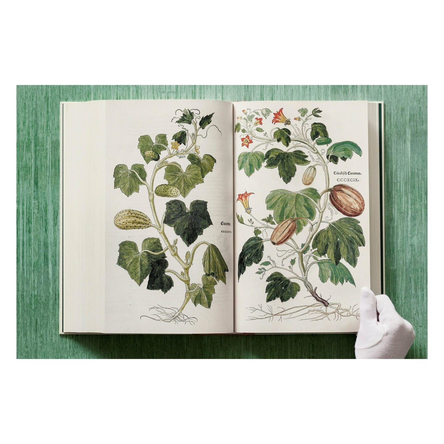 Leonhart Fuchs. The New Herbal (English)