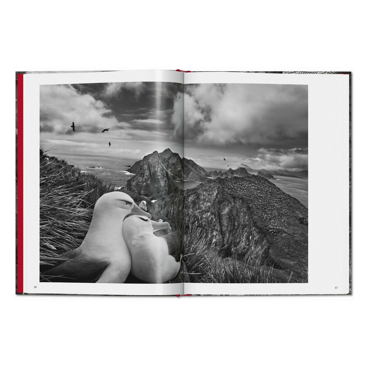 Sebastião Salgado. Genesis (German)