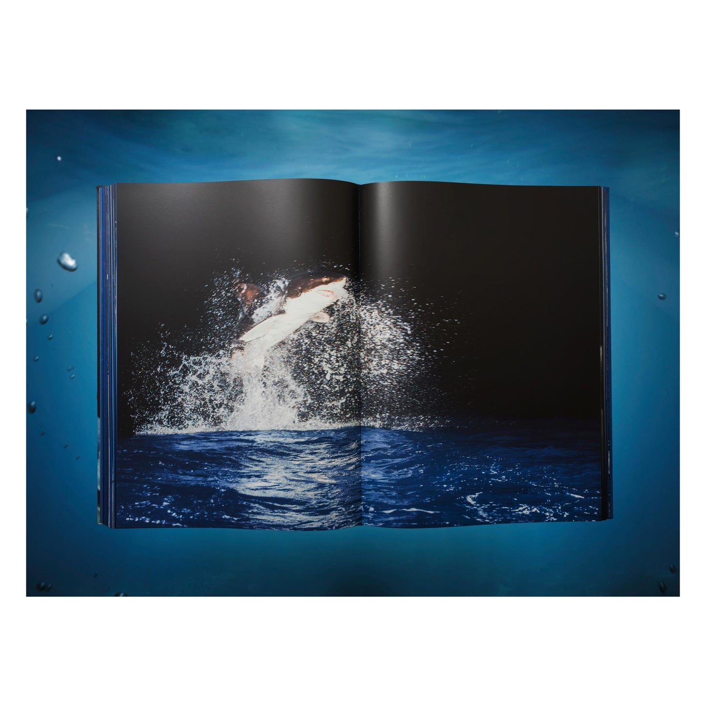 Michael Muller. Sharks (English) (SA)