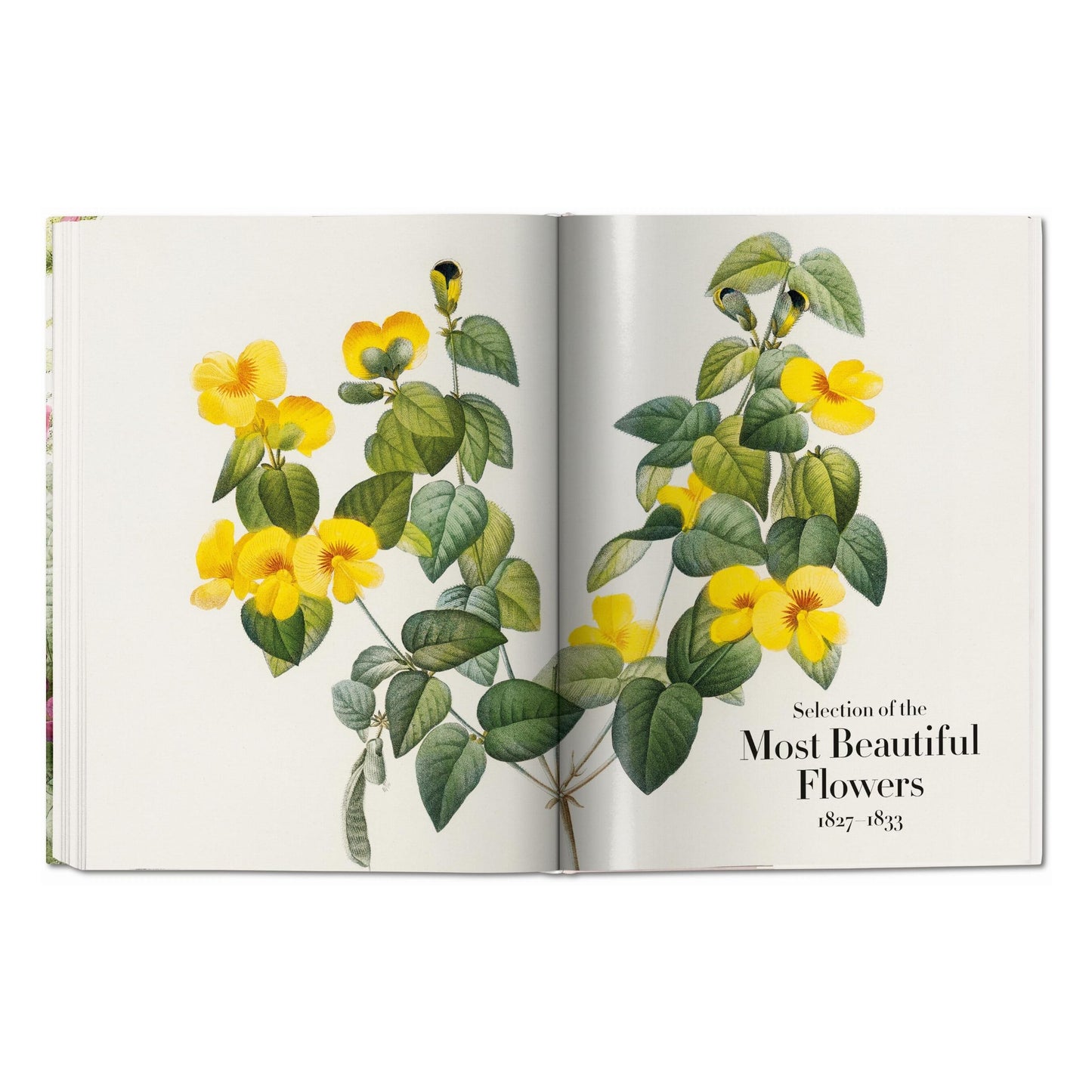 Redouté. The Book of Flowers (German, French, English)