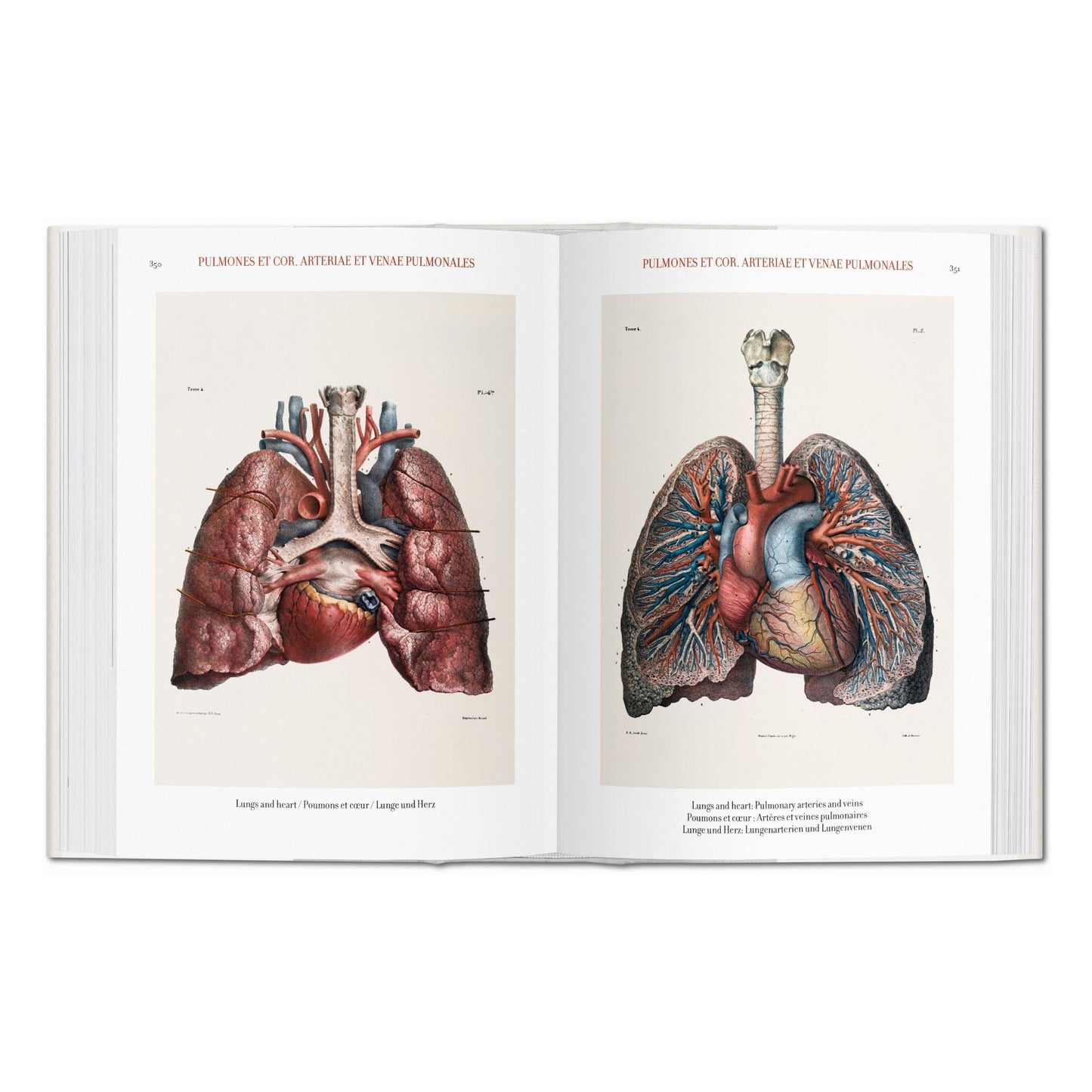 Bourgery. Atlas of Human Anatomy and Surgery (German, French, English)