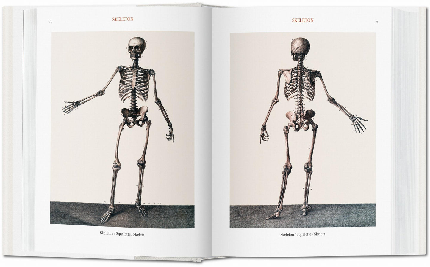 Bourgery. Atlas de anatomía humana y cirugía (Spanish, Italian, Portuguese)