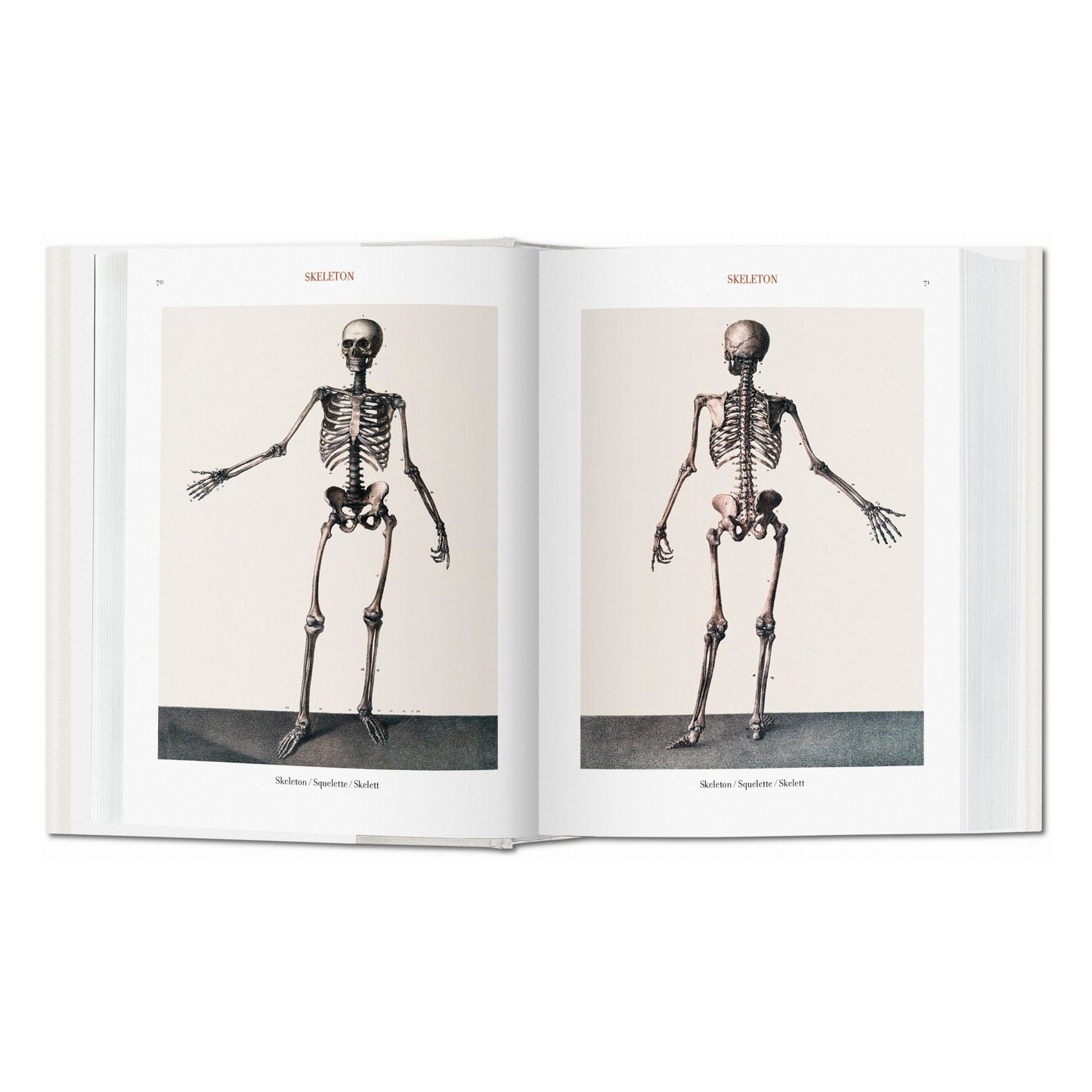 Bourgery. Atlas of Human Anatomy and Surgery (German, French, English)