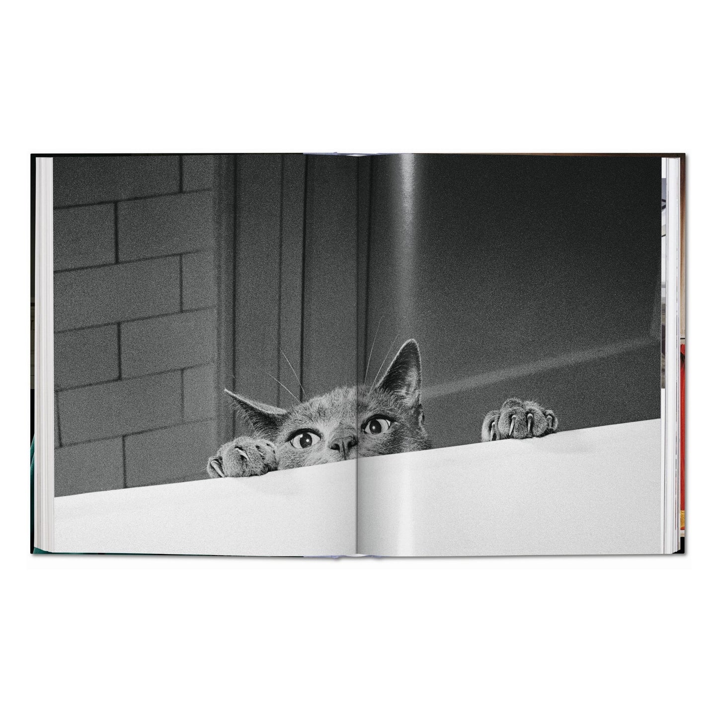 Walter Chandoha. Cats. Photographs 1942–2018 (German, French, English)
