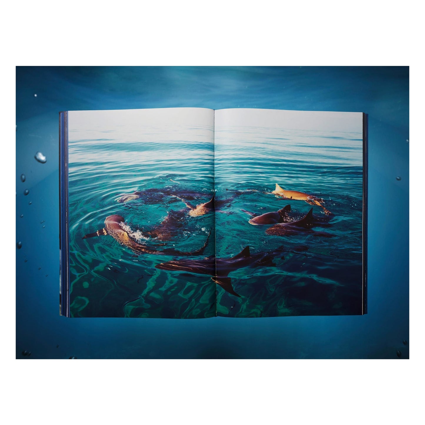 Michael Muller. Sharks, Art Edition No. 101–200 ‘Under Study’ (English) (AP)