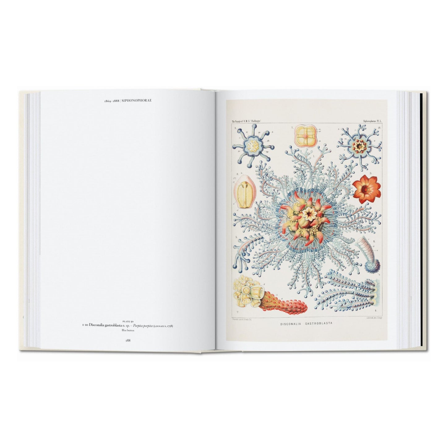 L’art et la science de Ernst Haeckel. 45th Ed. (French)