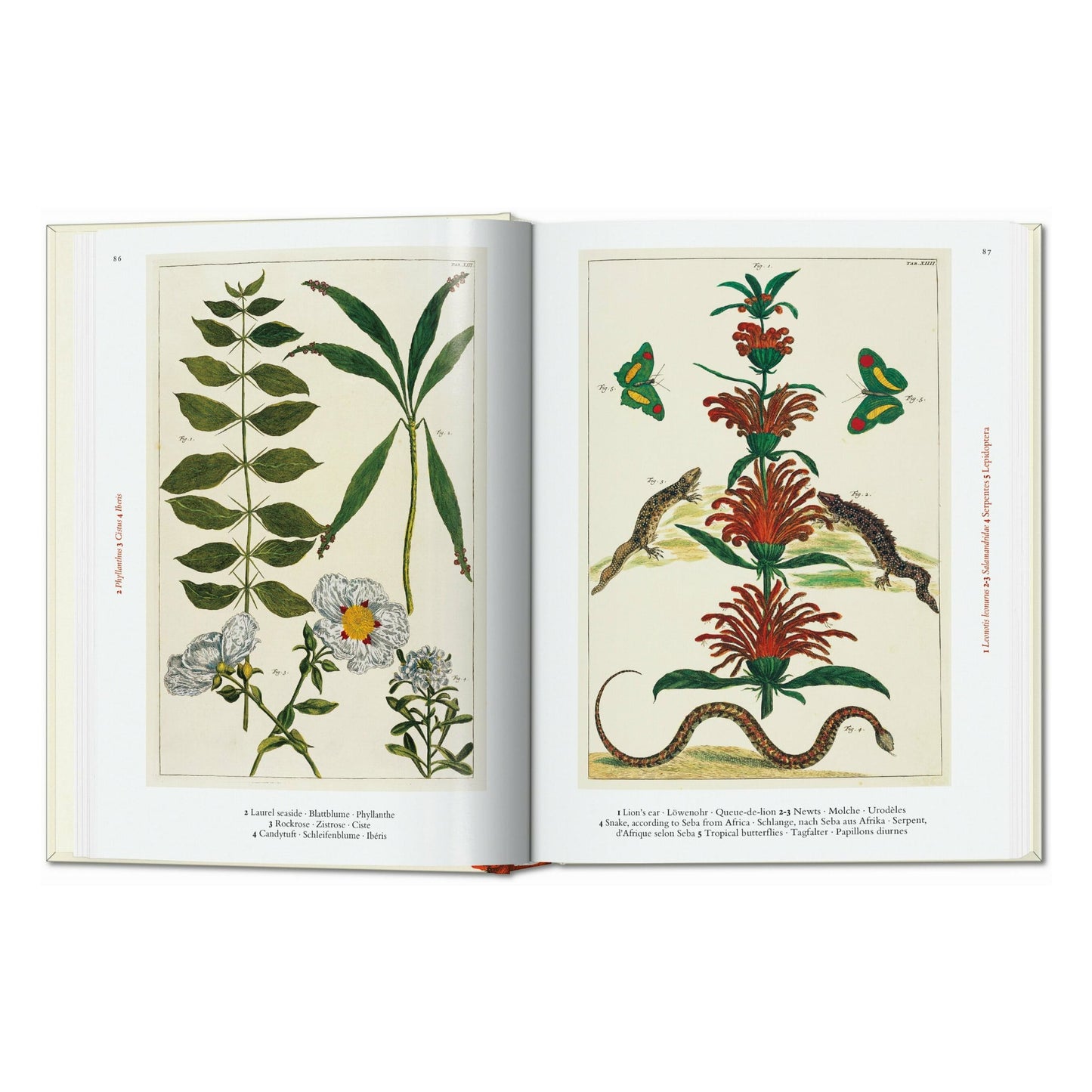 Seba. Cabinet of Natural Curiosities. 45th Ed. (German, French, English)