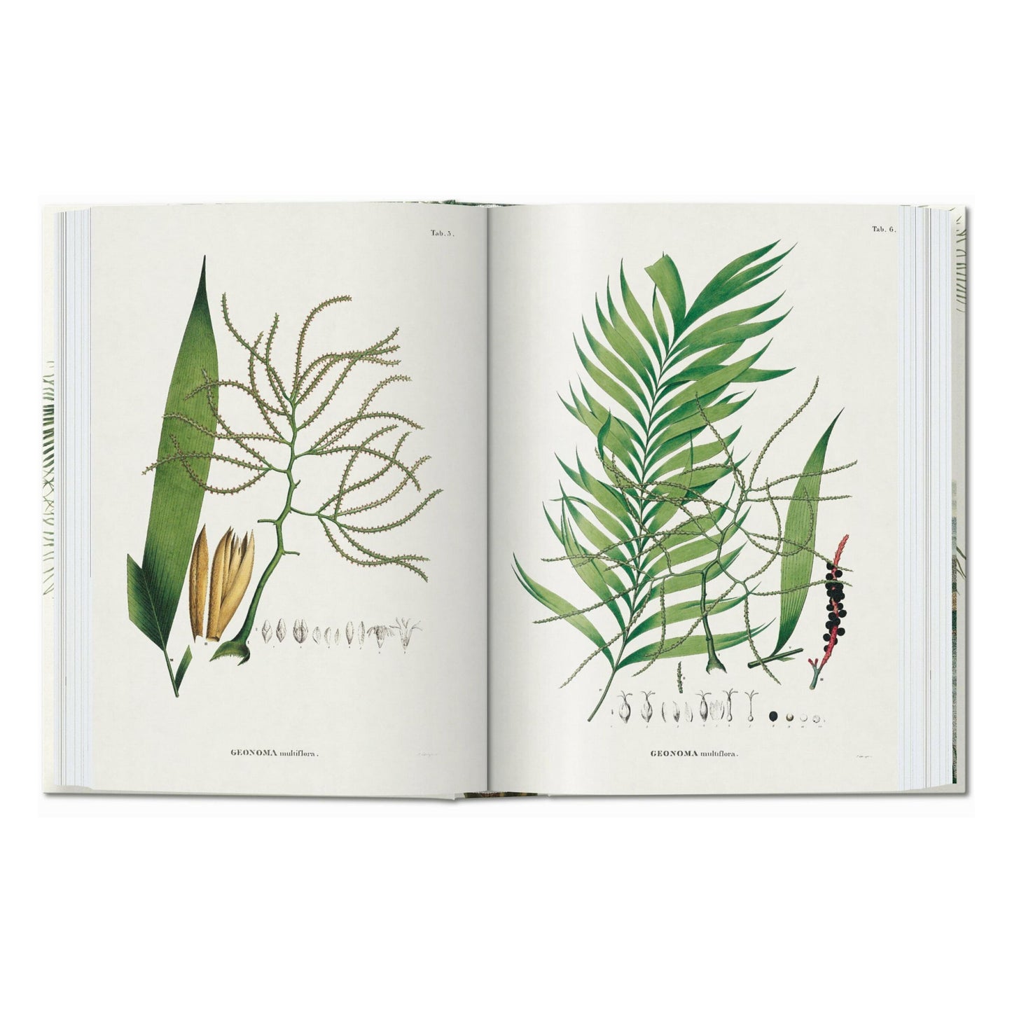 Martius. El libro de las palmeras. 45th Ed. (Spanish, Italian, Portuguese)