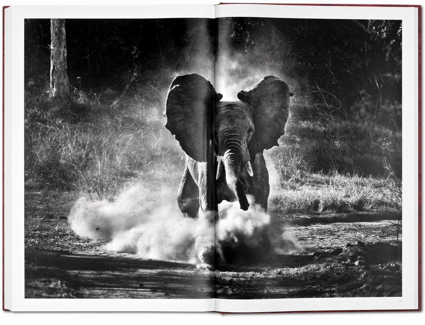 Sebastião Salgado. GENESIS, Art Edition No. 401–500 ‘The Arctic National Wildlife Refuge, Alaska, USA’ (English)