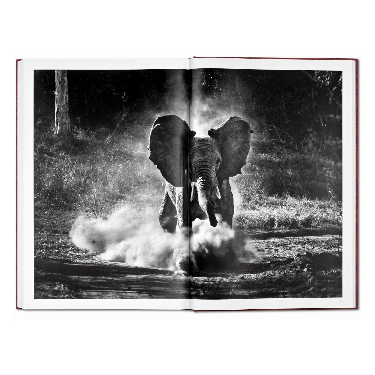 Sebastião Salgado. GENESIS, Art Edition No. 201–300 ‘Black-Browed Albatrosses, Falkland Islands’ (English) (AP)
