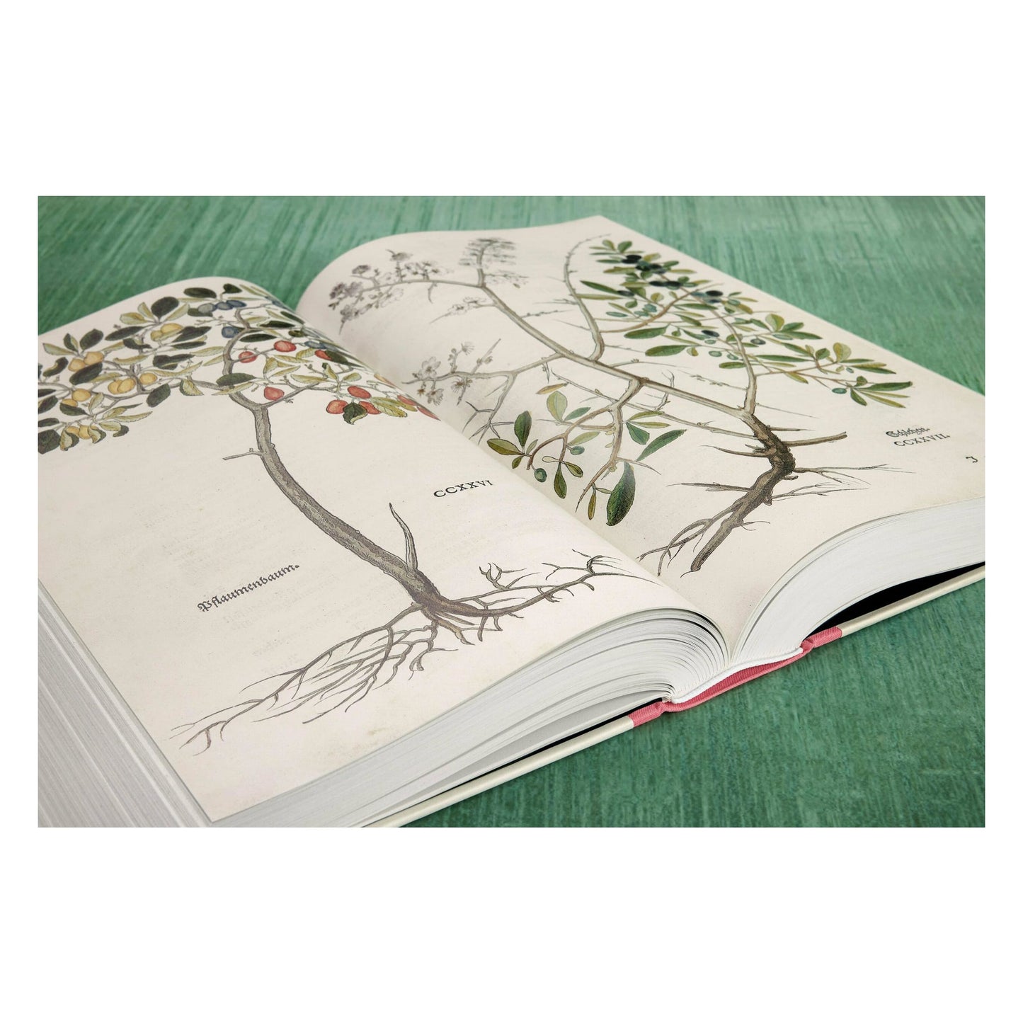 Leonhart Fuchs. The New Herbal (English)