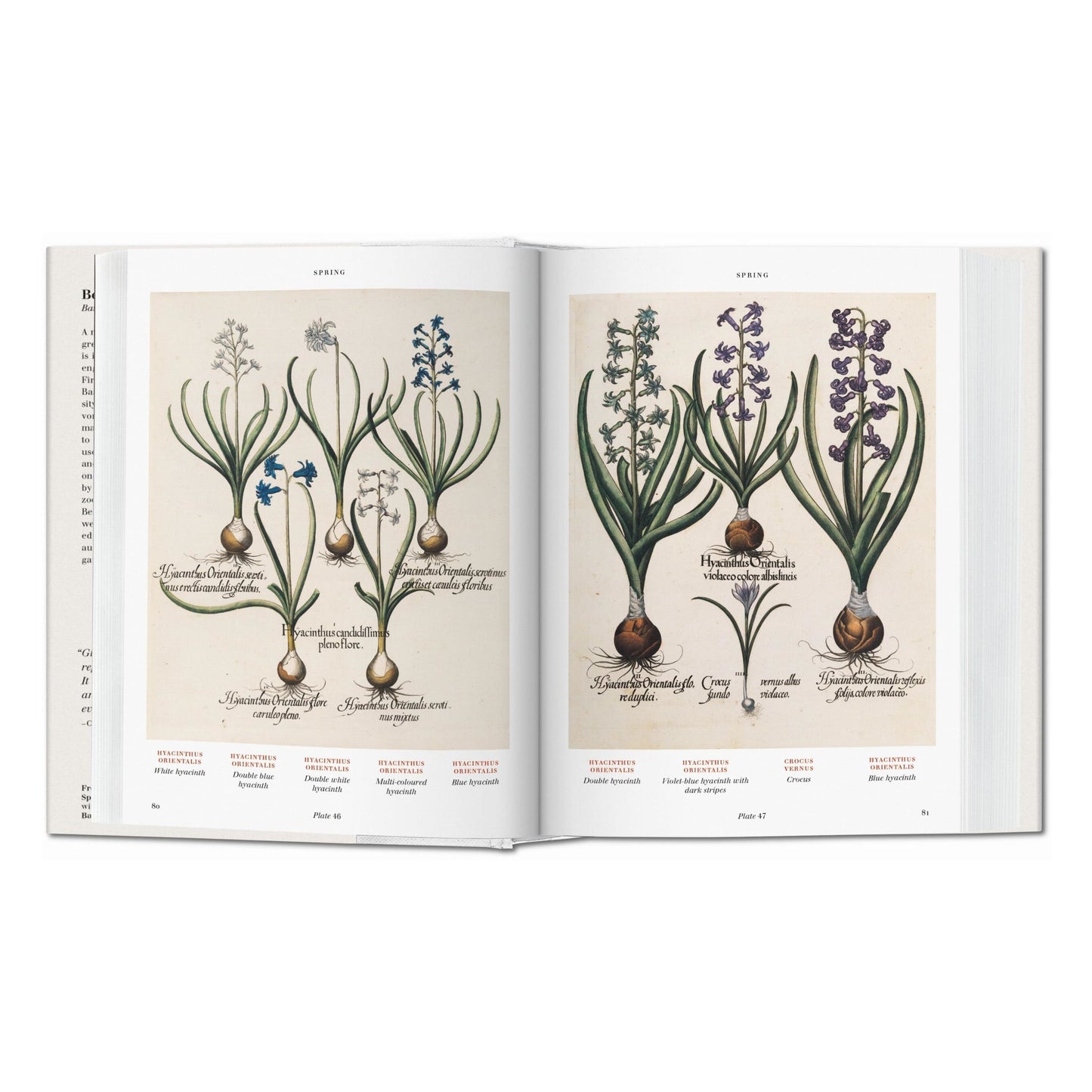 Basilius Besler. Der Garten von Eichstätt. Hortus Eystettensis (German)