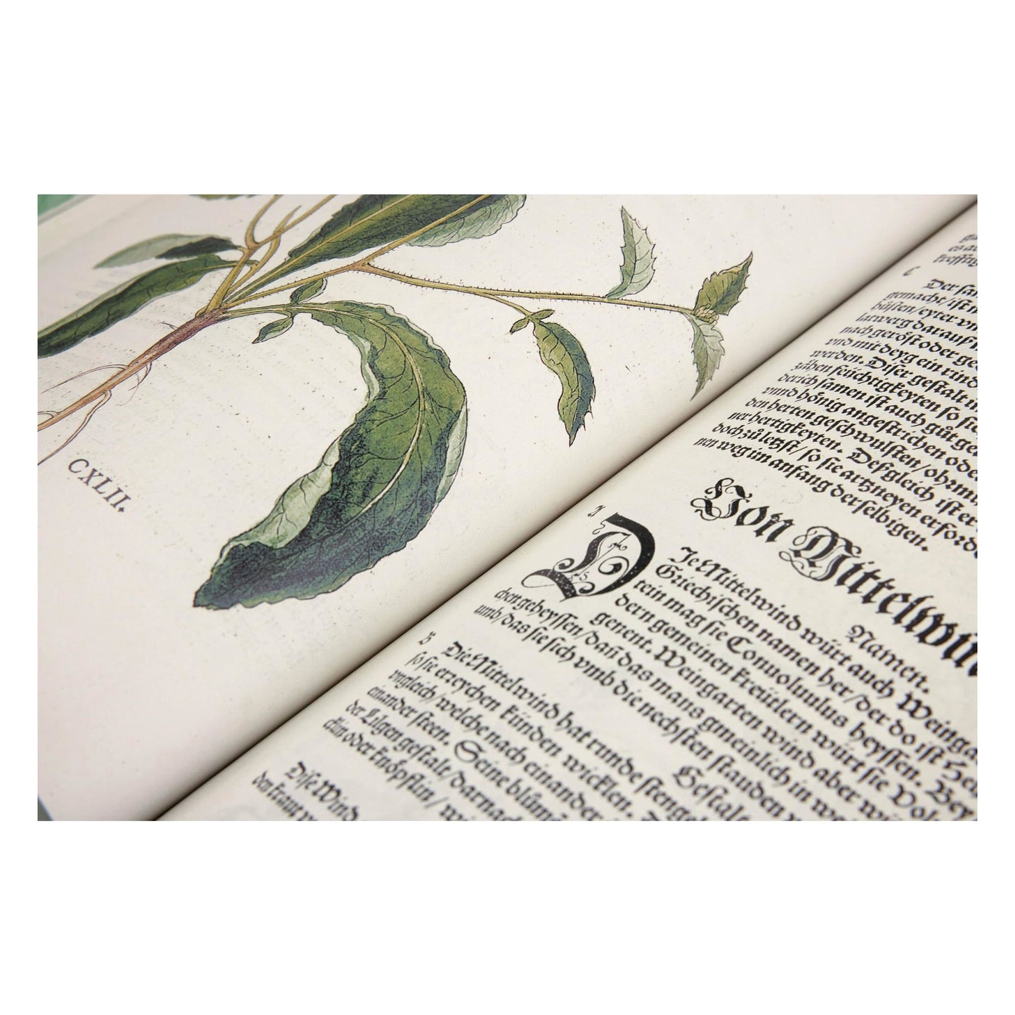 Leonhart Fuchs. The New Herbal (English)