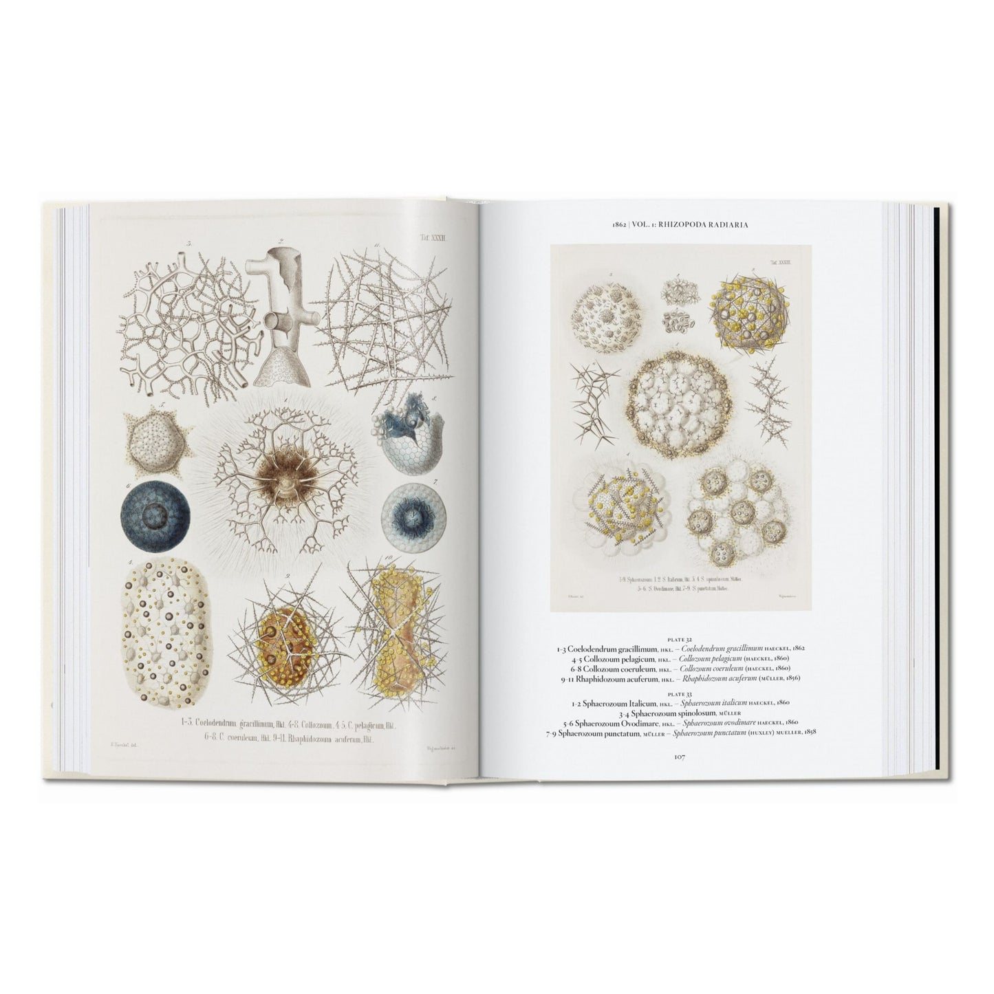 L’art et la science de Ernst Haeckel. 45th Ed. (French)