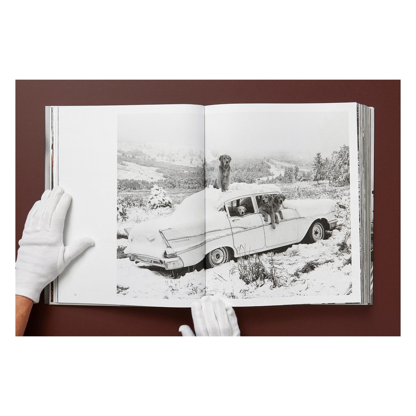 Bruce Weber. The Golden Retriever Photographic Society. Art Edition No. 101–200 ‘Hud, New York City, 2011’ (German, French, English) (AP)