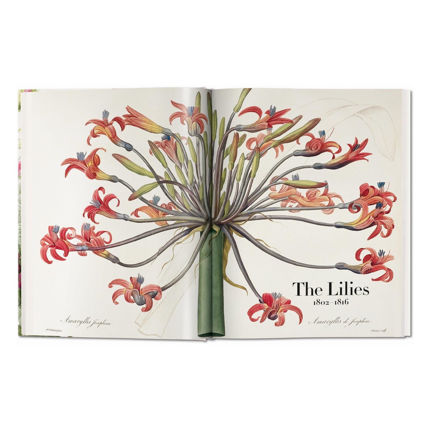 Redouté. The Book of Flowers (German, French, English)
