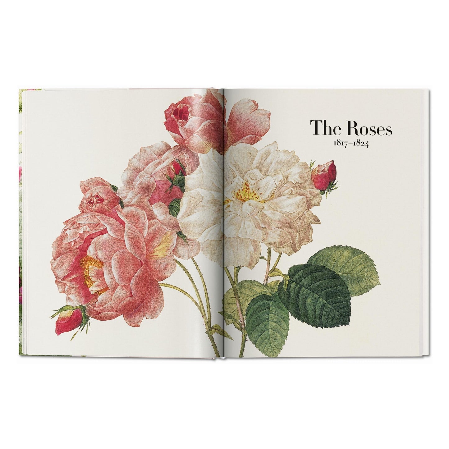 Redouté. The Book of Flowers (German, French, English)
