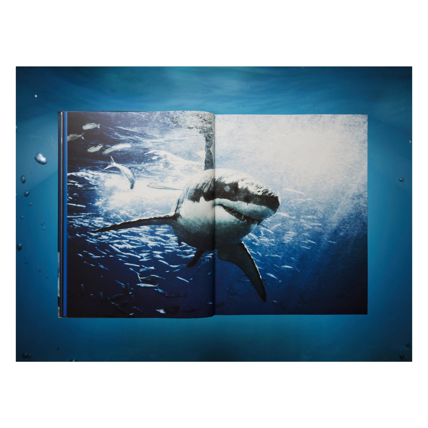 Michael Muller. Sharks, Art Edition No. 101–200 ‘Under Study’ (English) (AP)